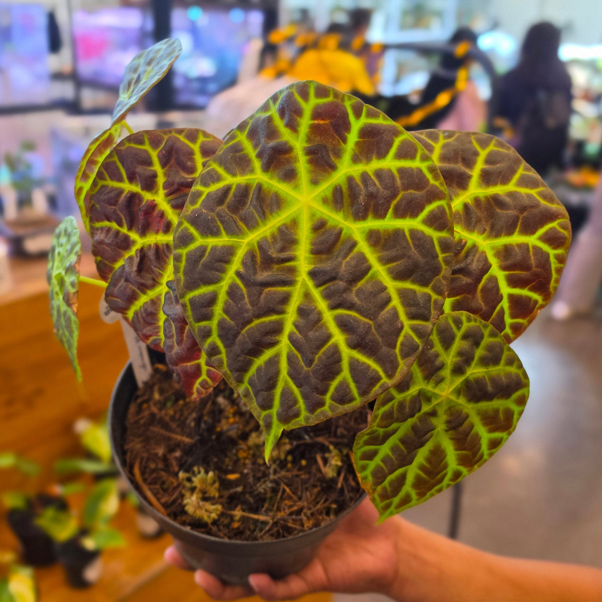 Begonia sp merangin - mature