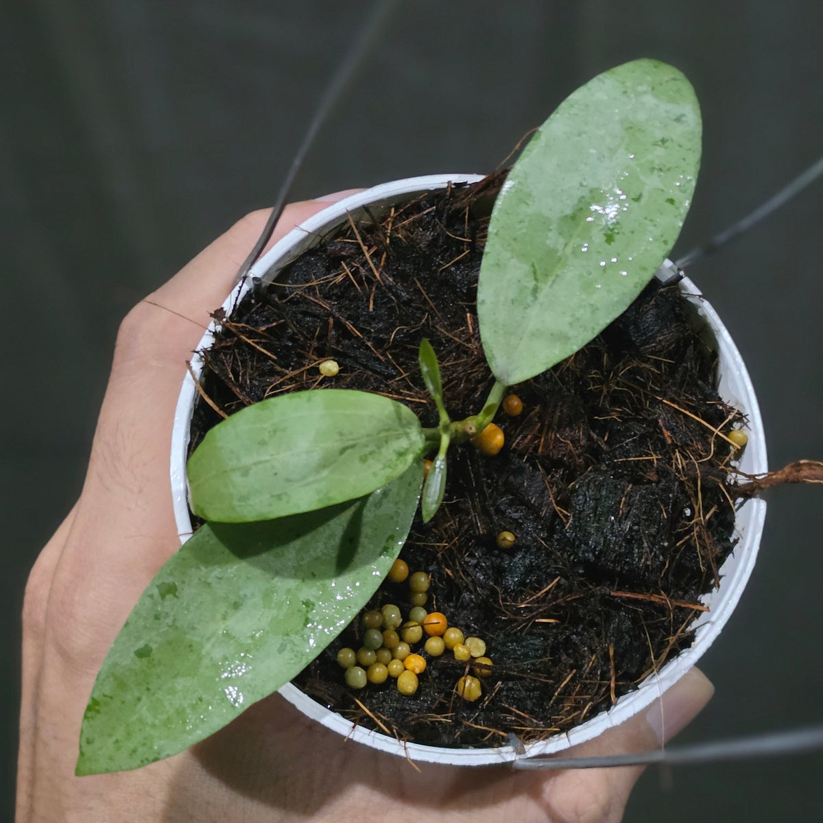 Hoya sp Rindu Rafflesia x elliptica (malory)