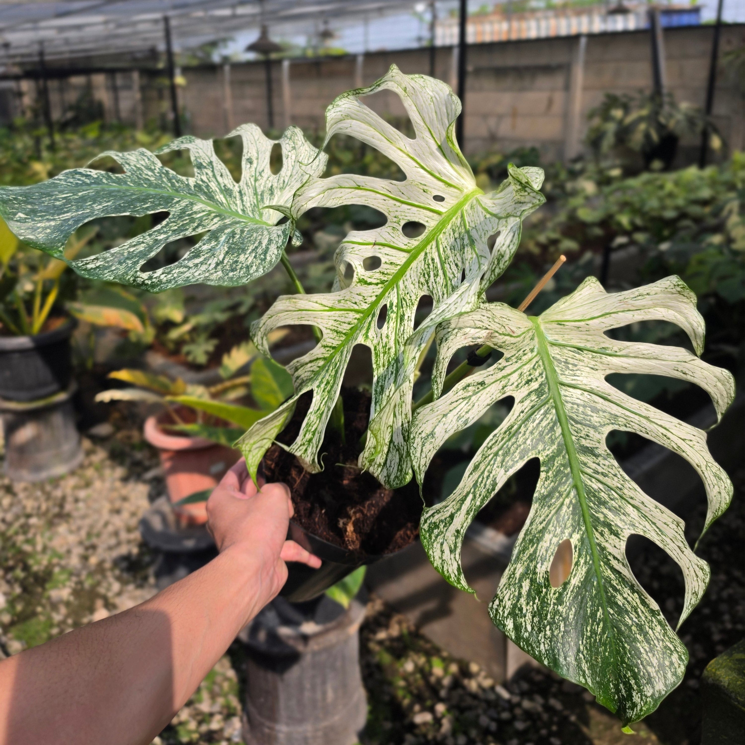 Monstera devil monster - mature size