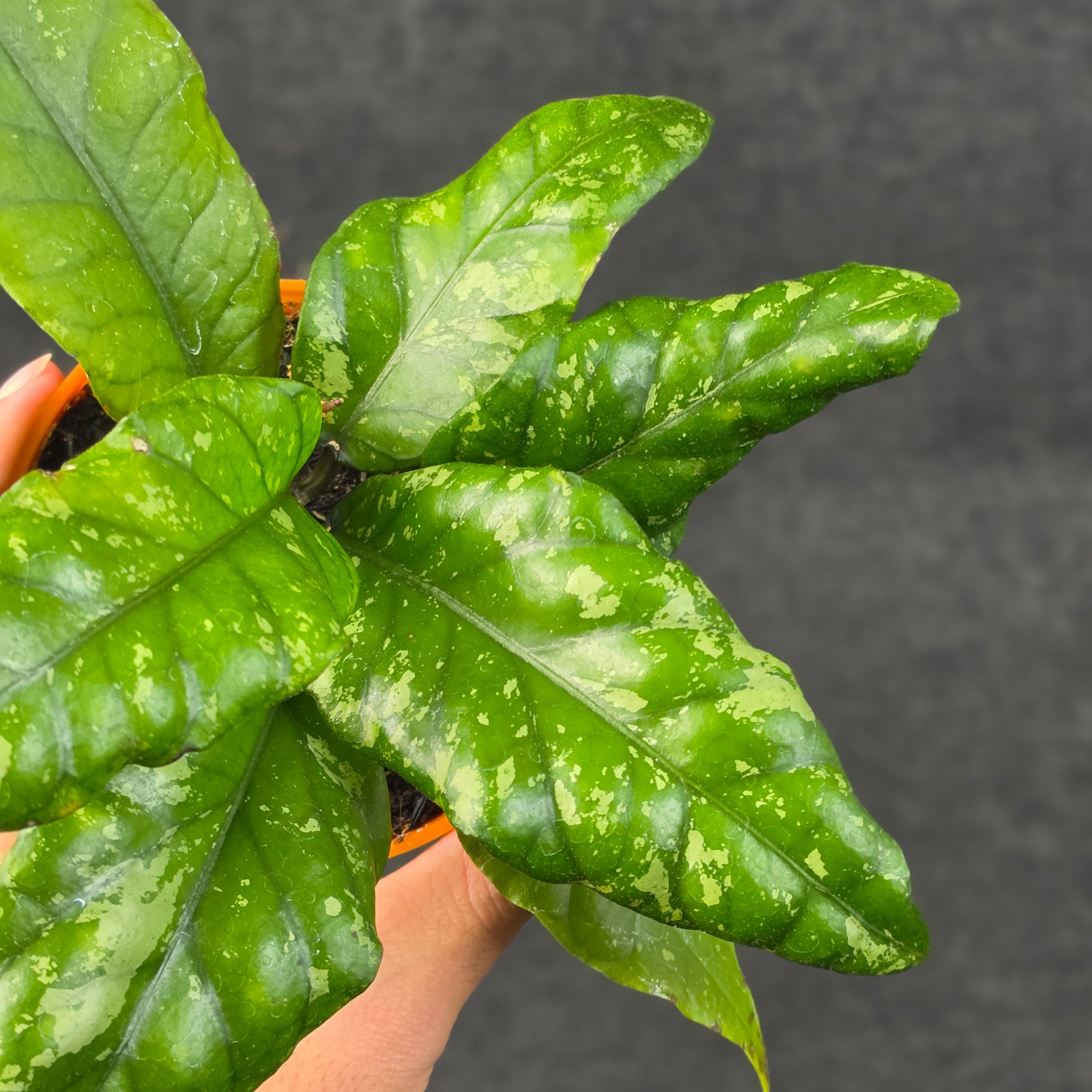 Hoya sp aceh opop splash