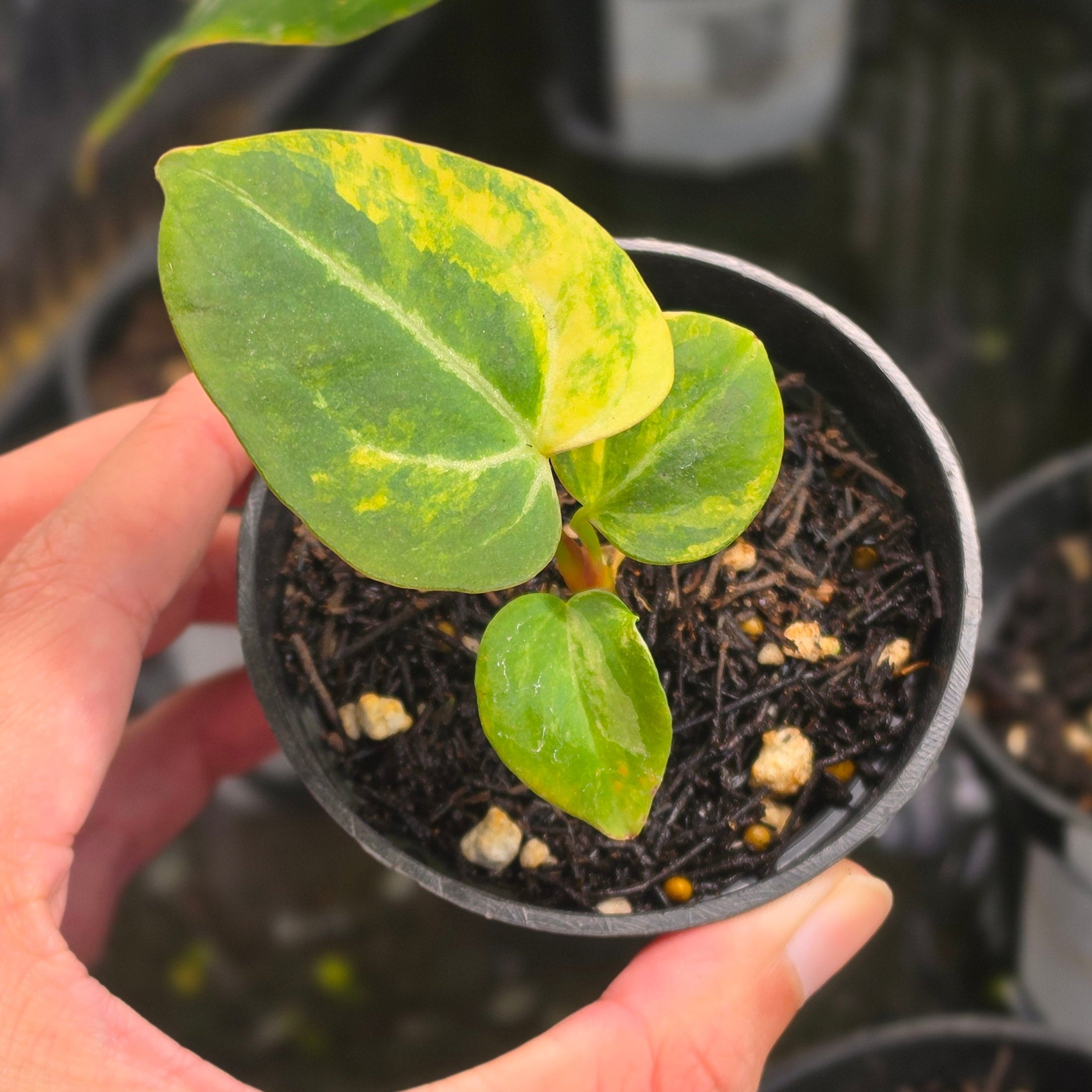 Anthurium venom x domino - seedling