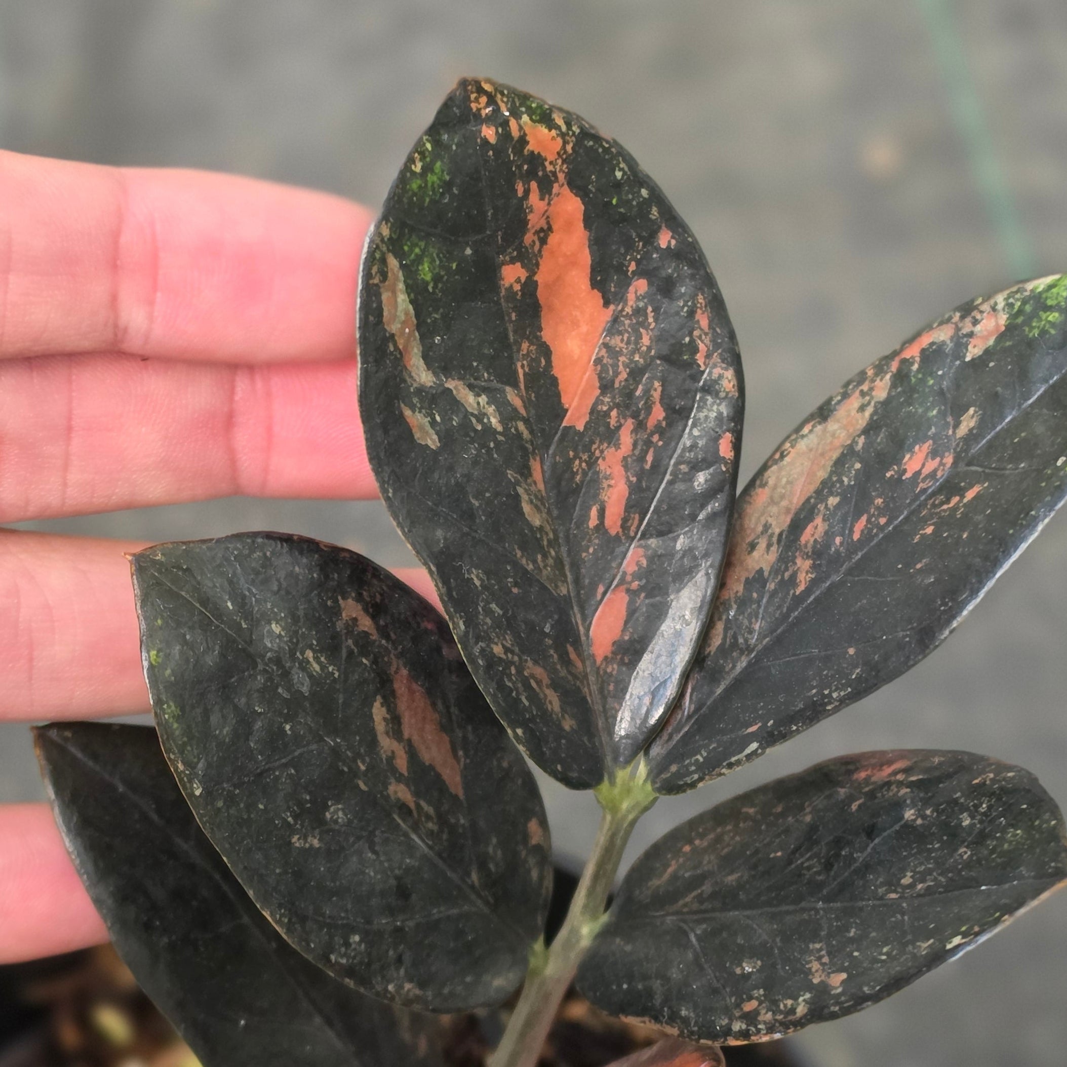 Zamioculcas zamiifolia 'Raven' Variegated