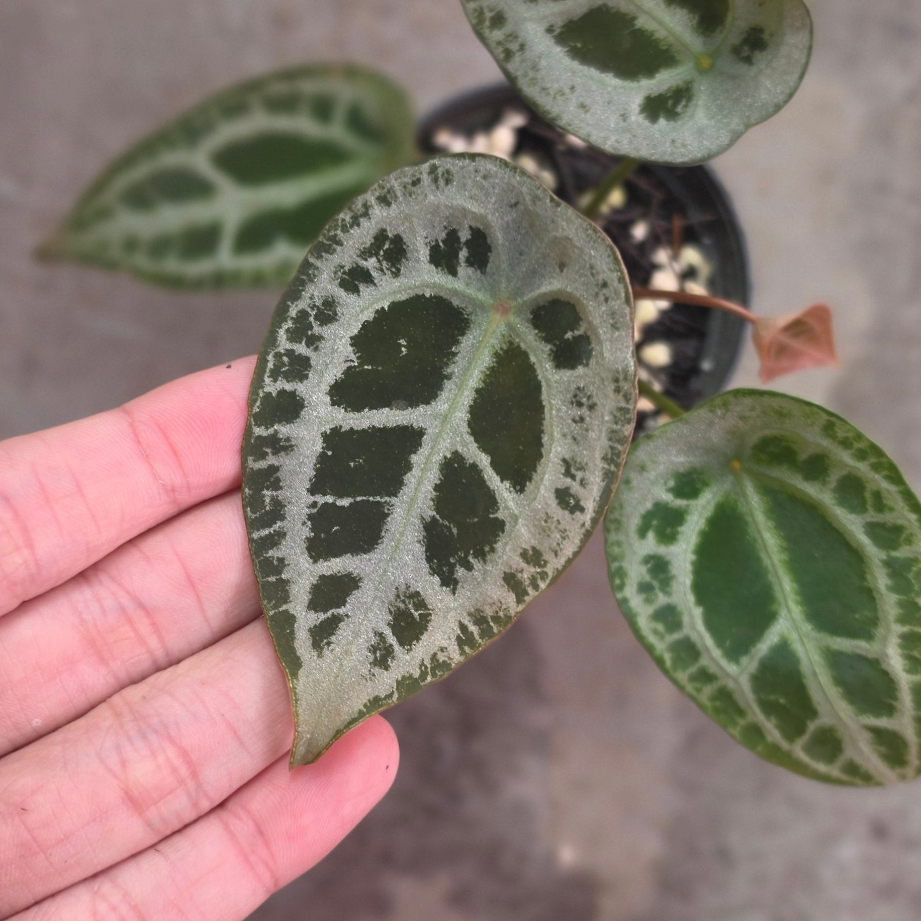 Anthurium red diamond shield