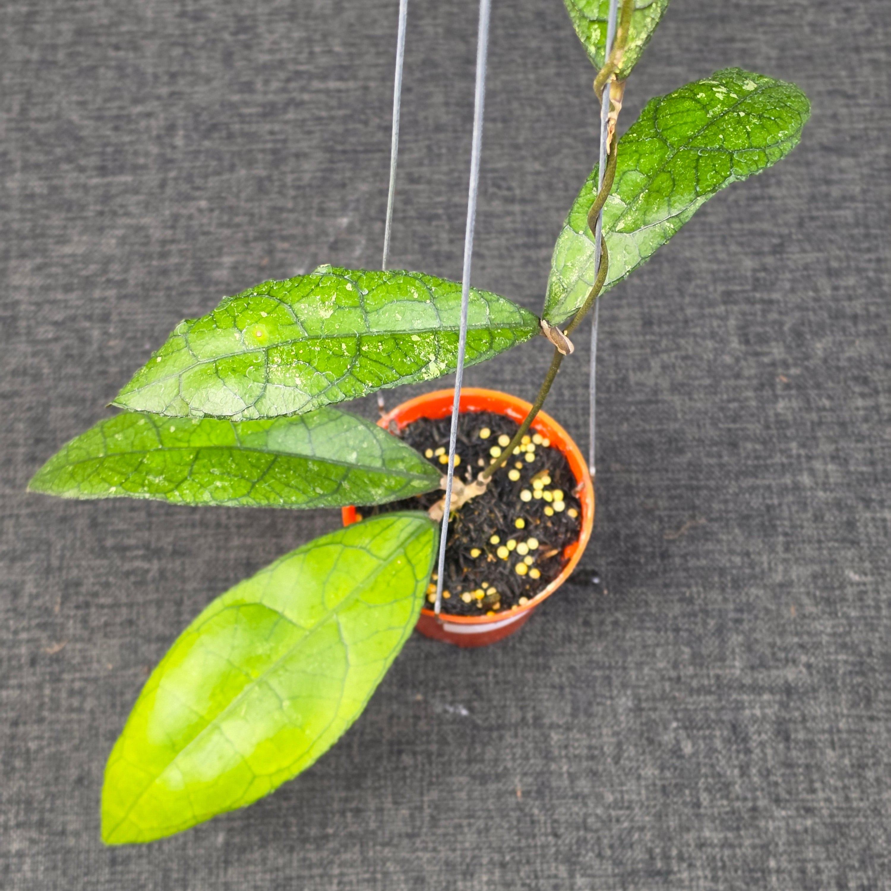Hoya clemensiorum purba