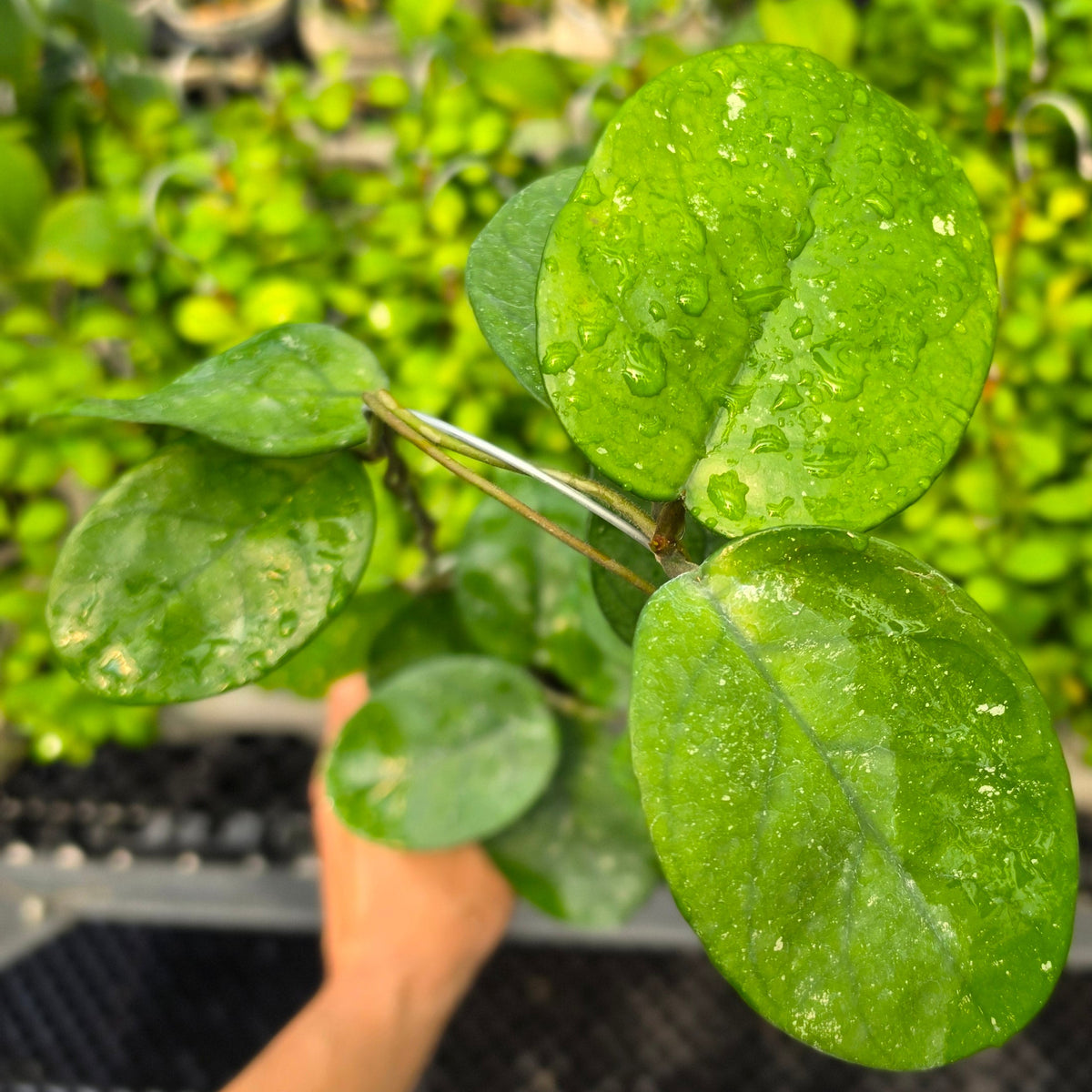 Hoya bonii 'Round Leaf'