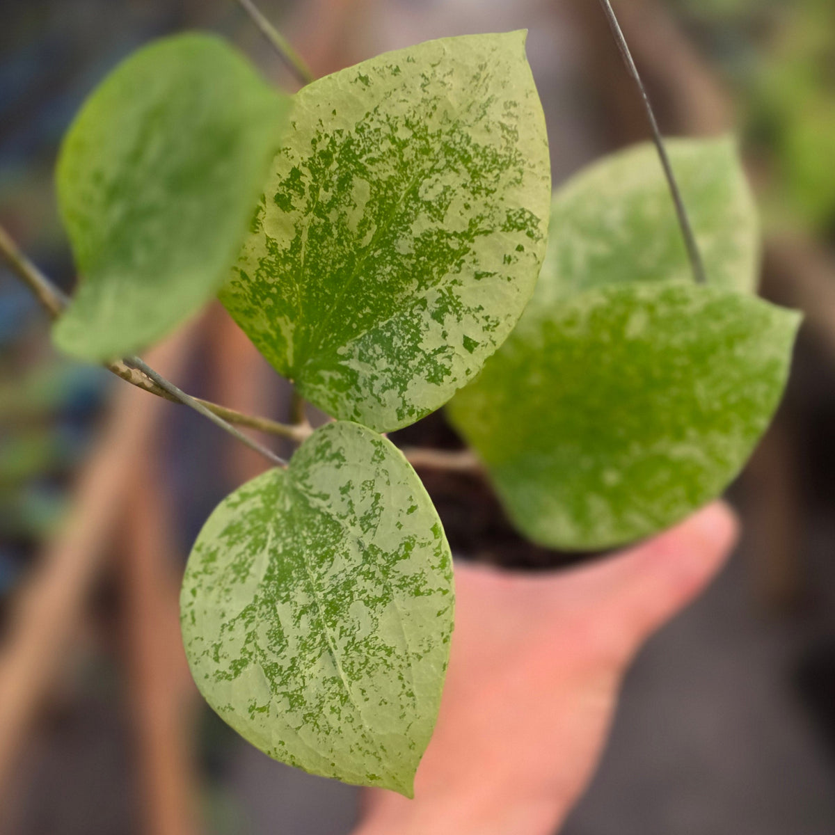 Hoya glabra sidikalang