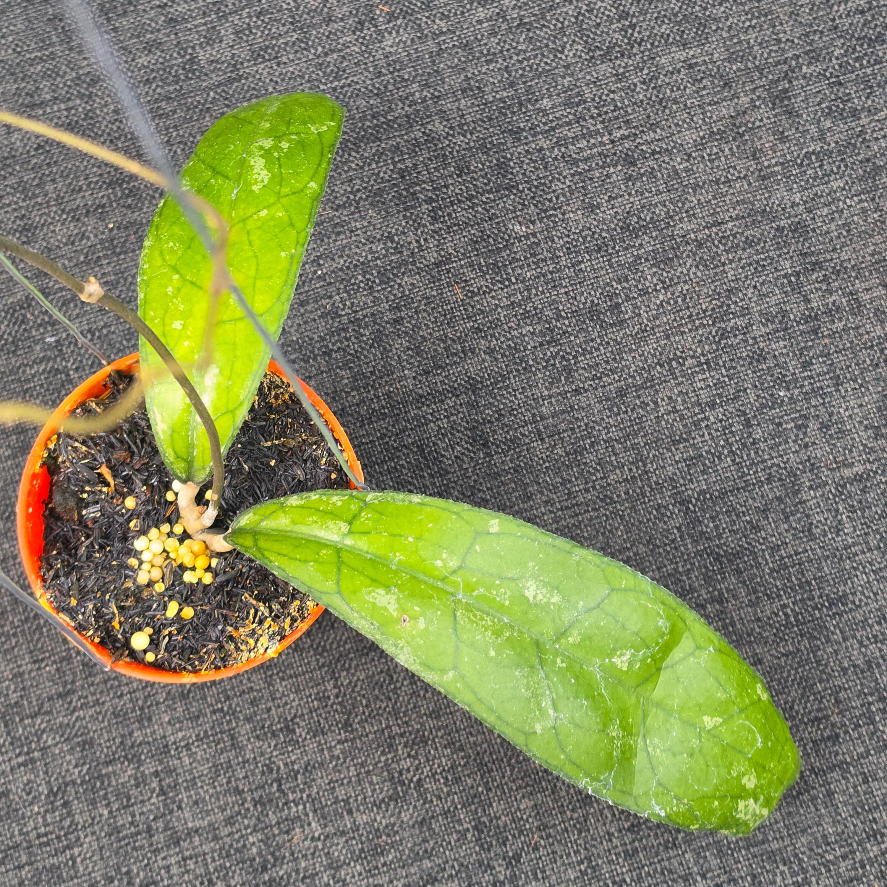 Hoya clemensiorum 'MDF-02'
