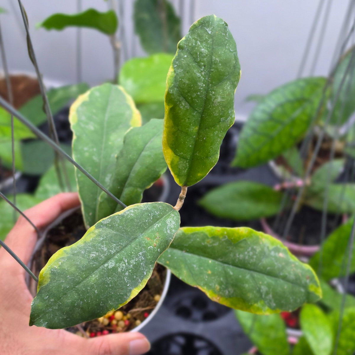 Hoya peninsularis 'Teddy Bear' albomarginata