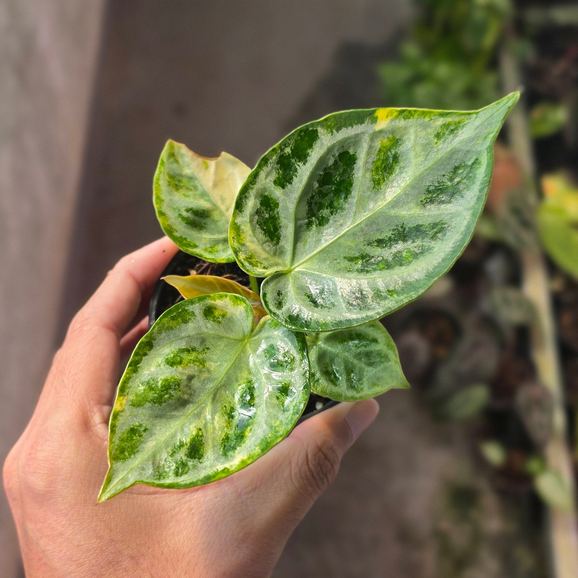 Anthurium Silver Chrome Variegated
