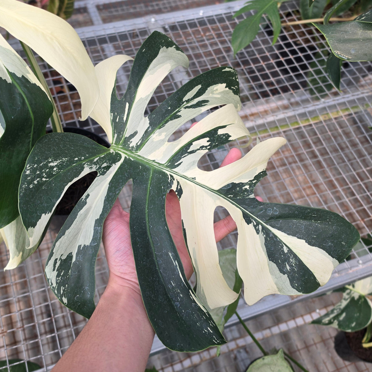 RP Monstera Jungle mint noid - AM01-08
