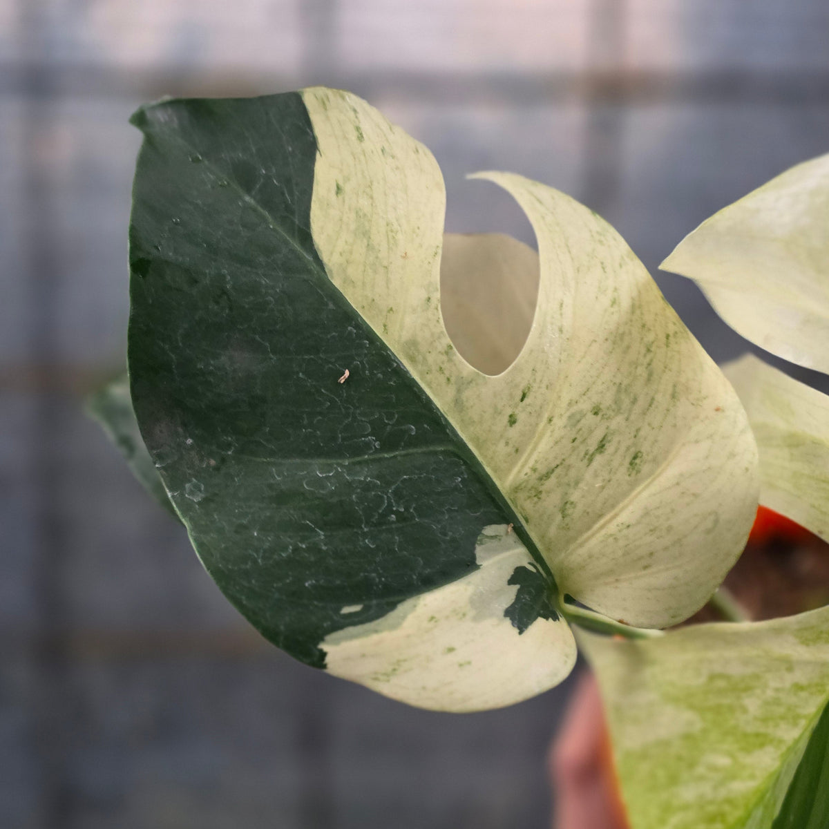 Monstera mint variegated