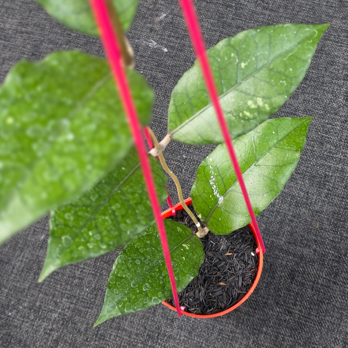 Hoya sp 'Aceh Dragon'