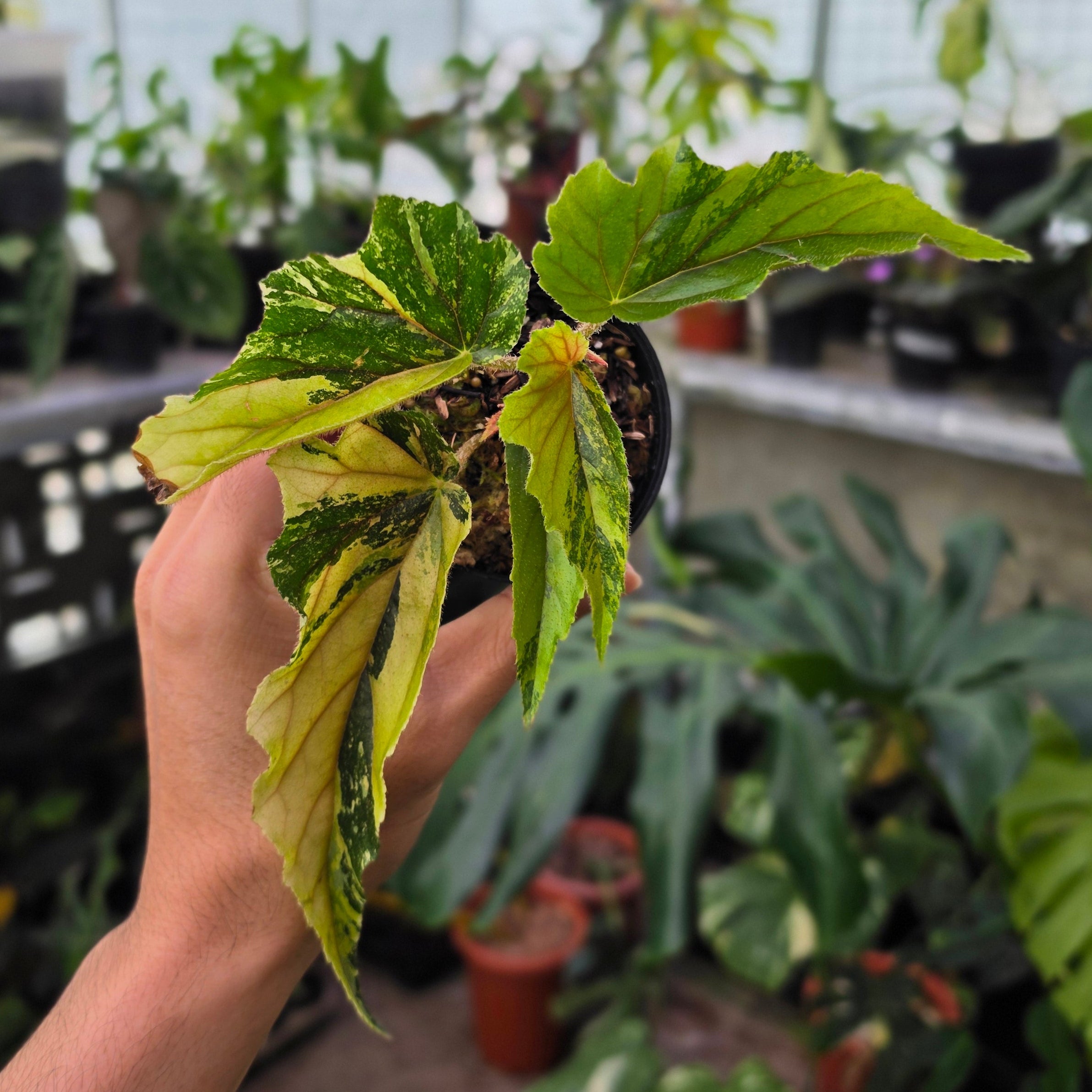 Begonia ginny galaxy variegated