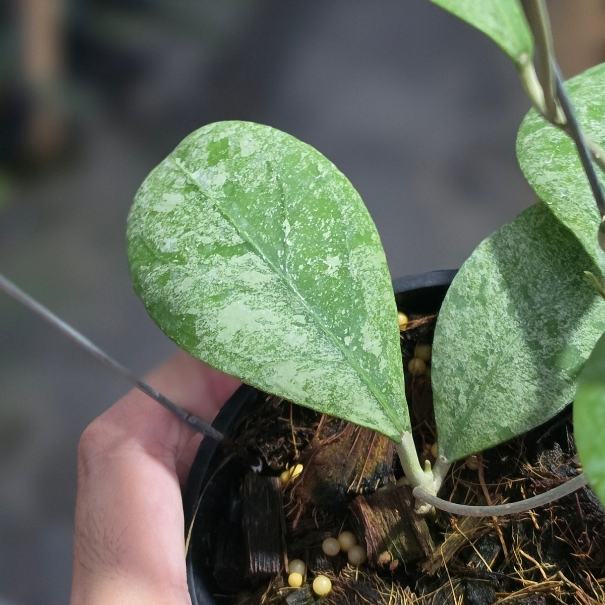 Hoya rintzii 'Silver Ant'