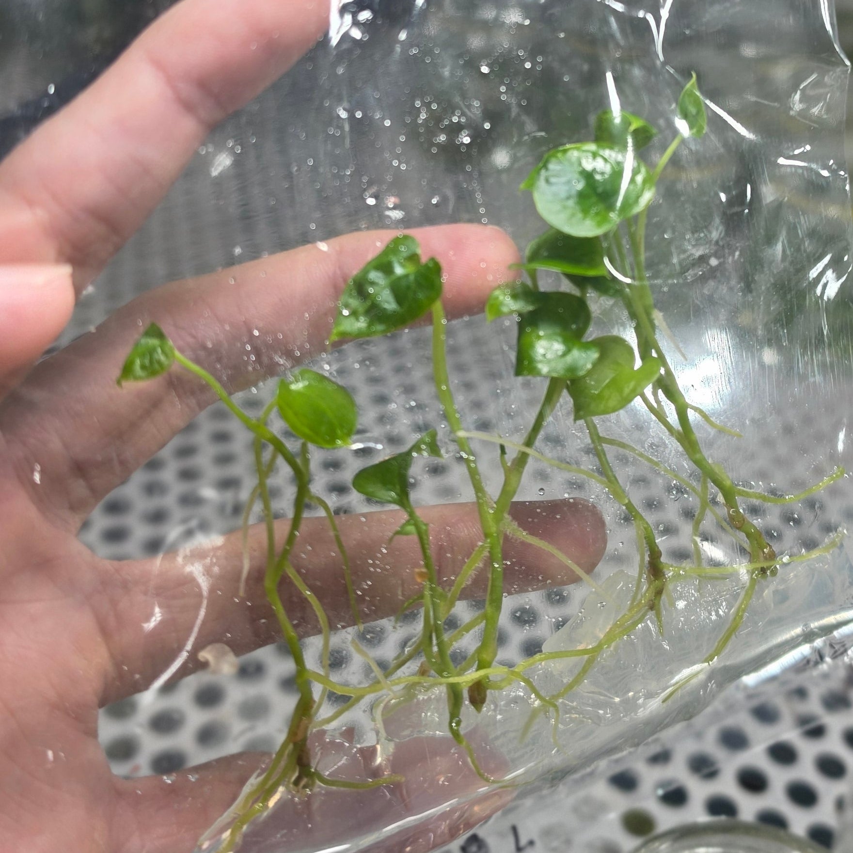 Anthurium papillilaminum red devil - Tissue culture