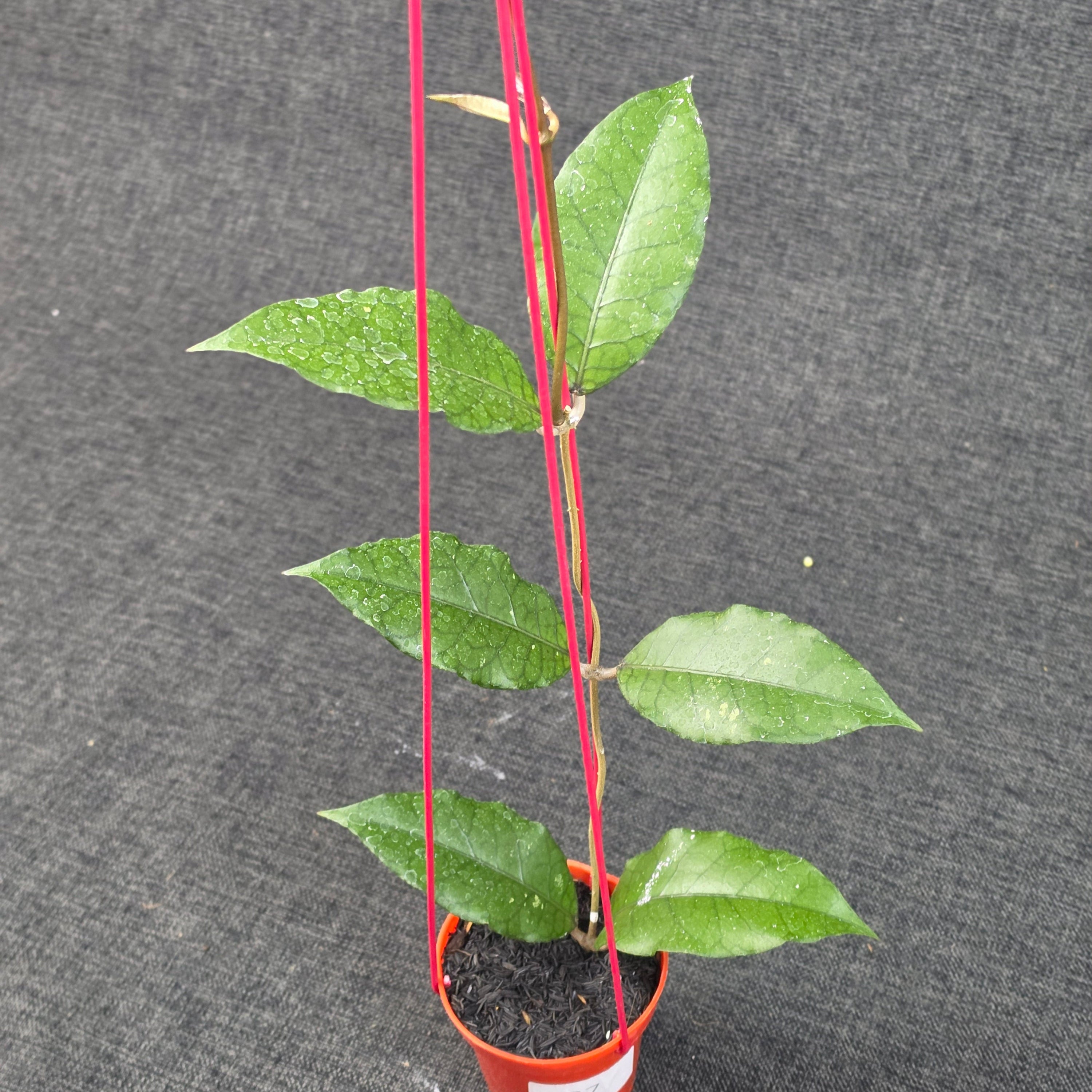 Hoya sp 'Aceh Dragon'