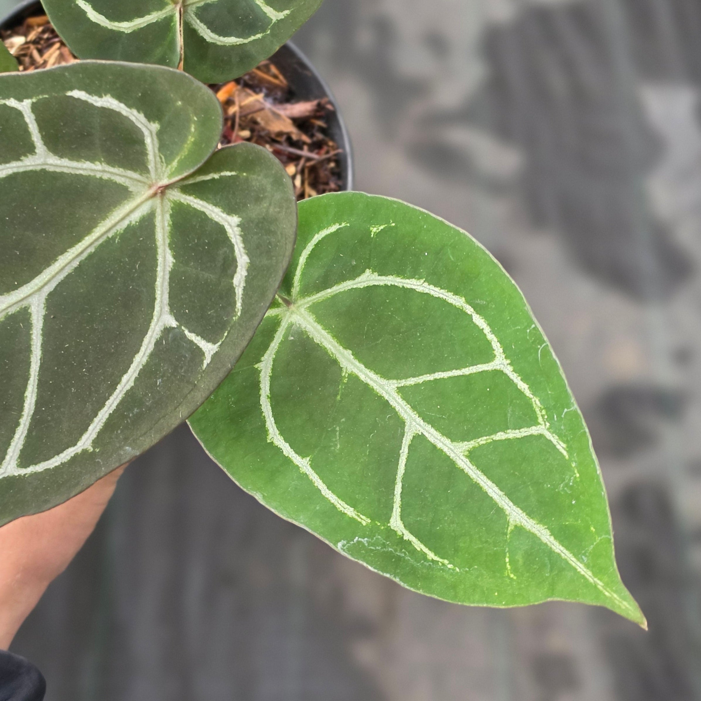 Anthurium red crystallinum NSE X dorayaki