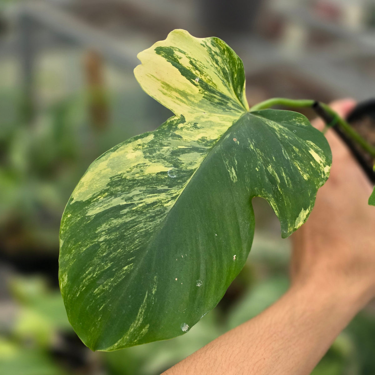 Philodendron florida beauty x bob cee var - AM23-09