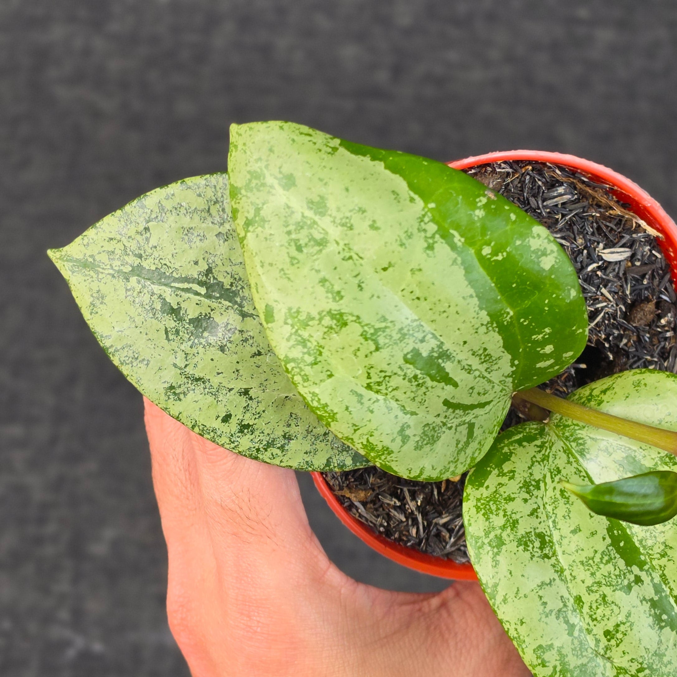 Hoya latifolia 'MRH'