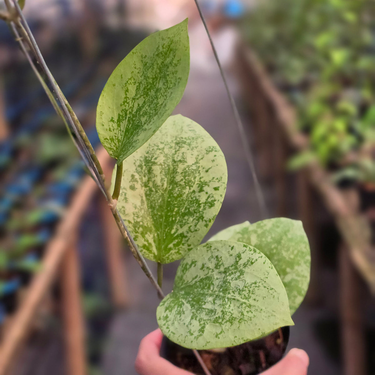 Hoya glabra sidikalang