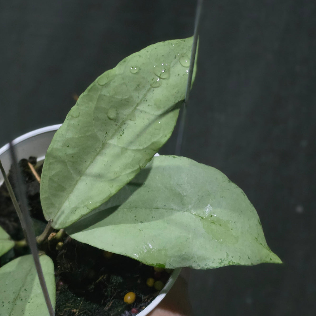 Hoya 'Emperor Silver' (aff clemensiorum)