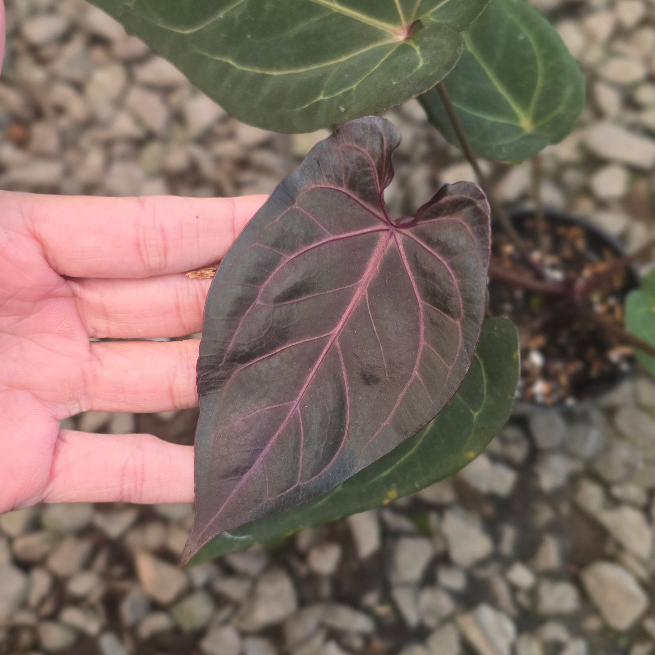 Anthurium angela black widow hybrid