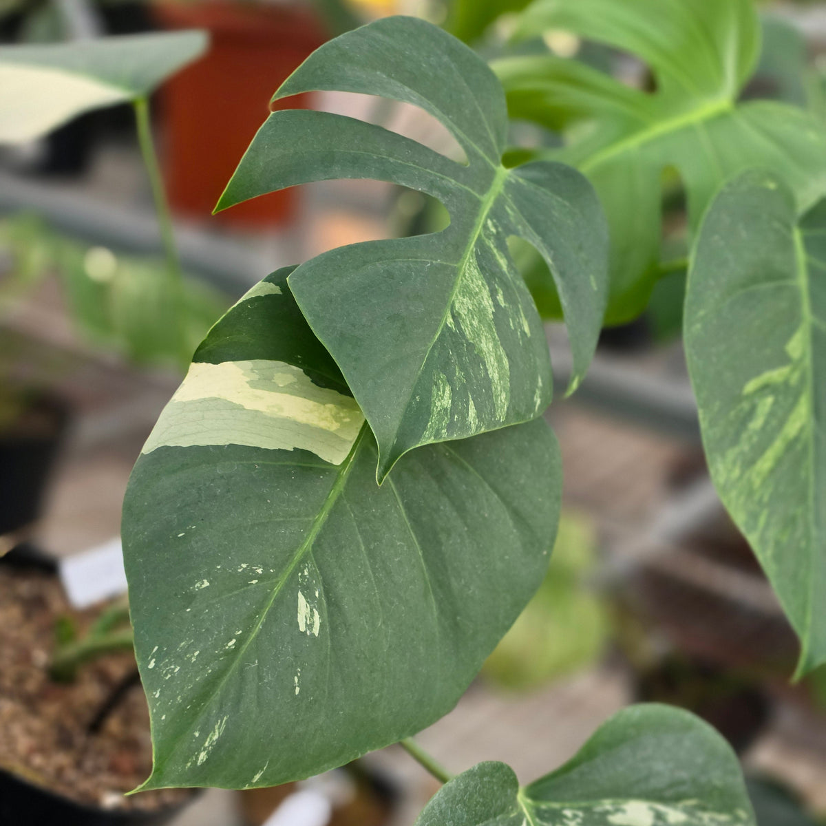 Monstera jungle mint noid - AM05-09