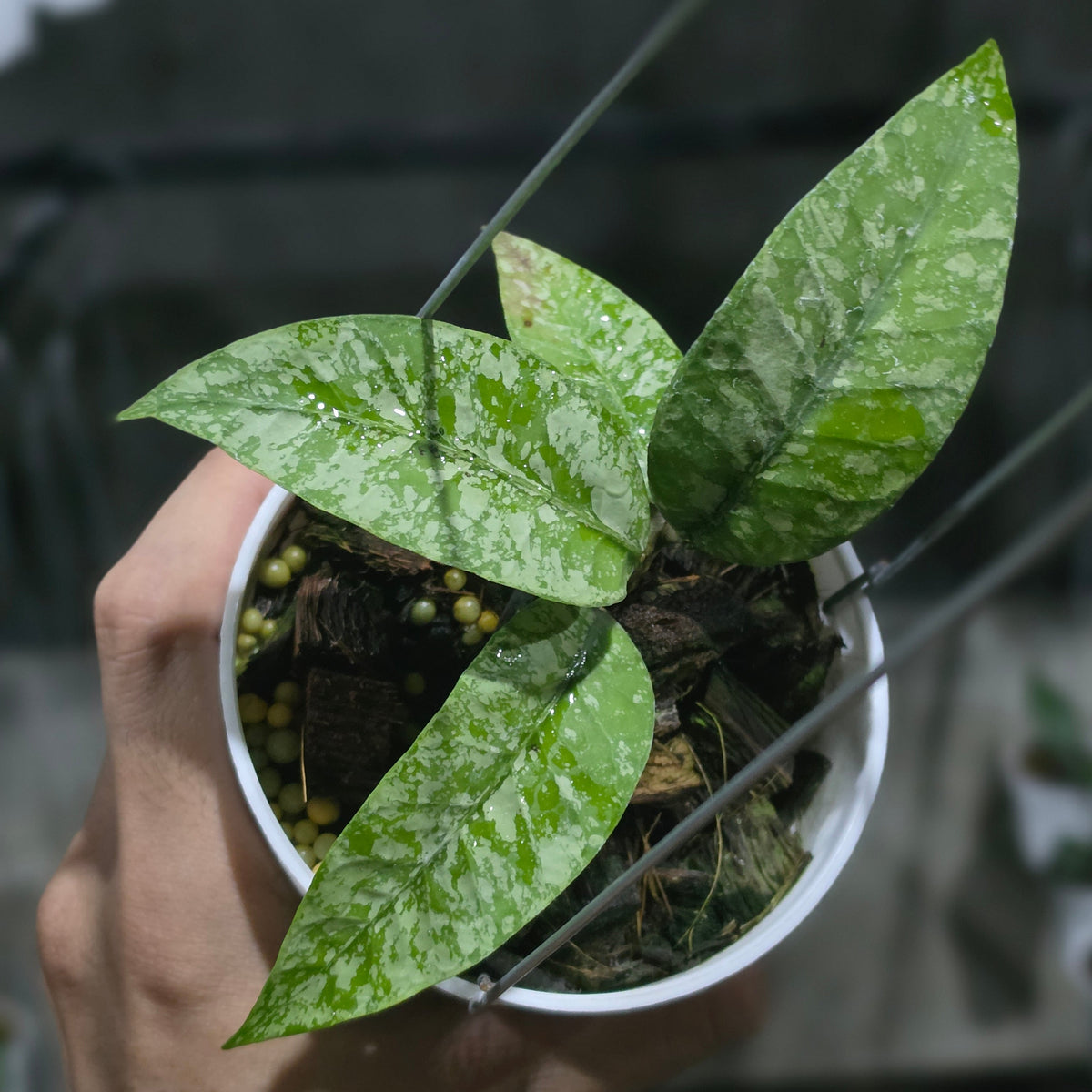 Hoya sp aceh perak raya