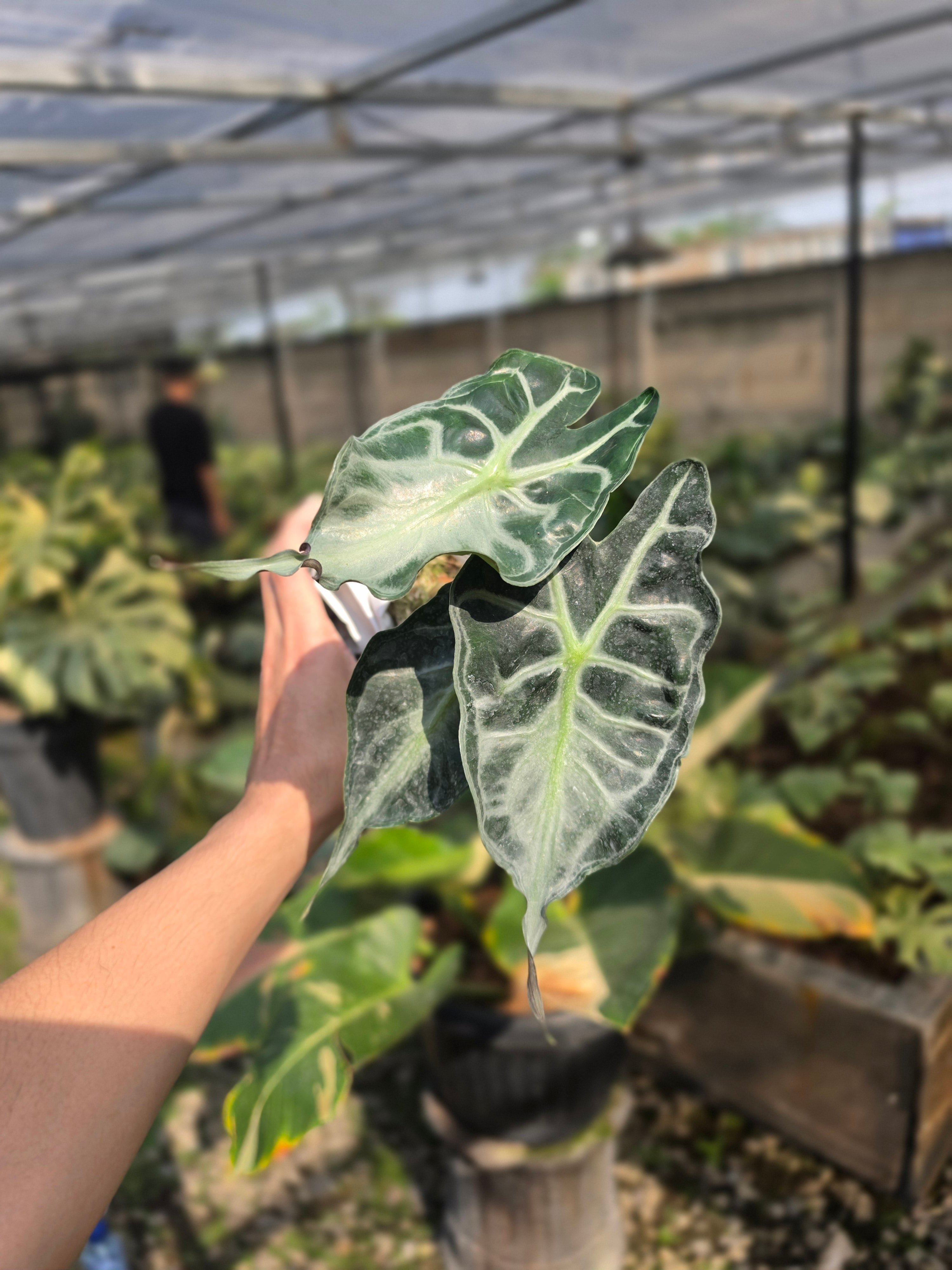 Alocasia venom
