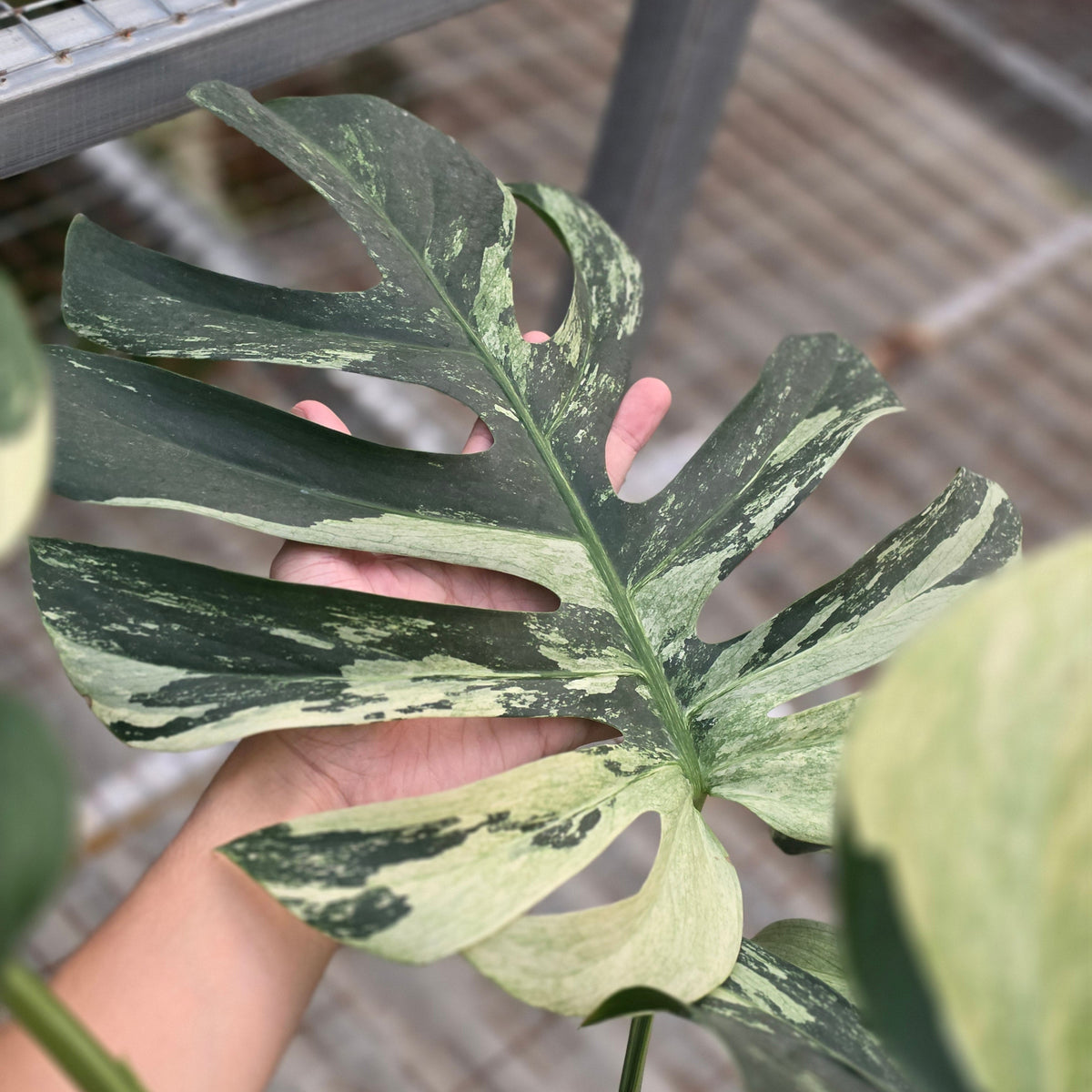 Monstera jungle mint noid (mature size) - AM04-09