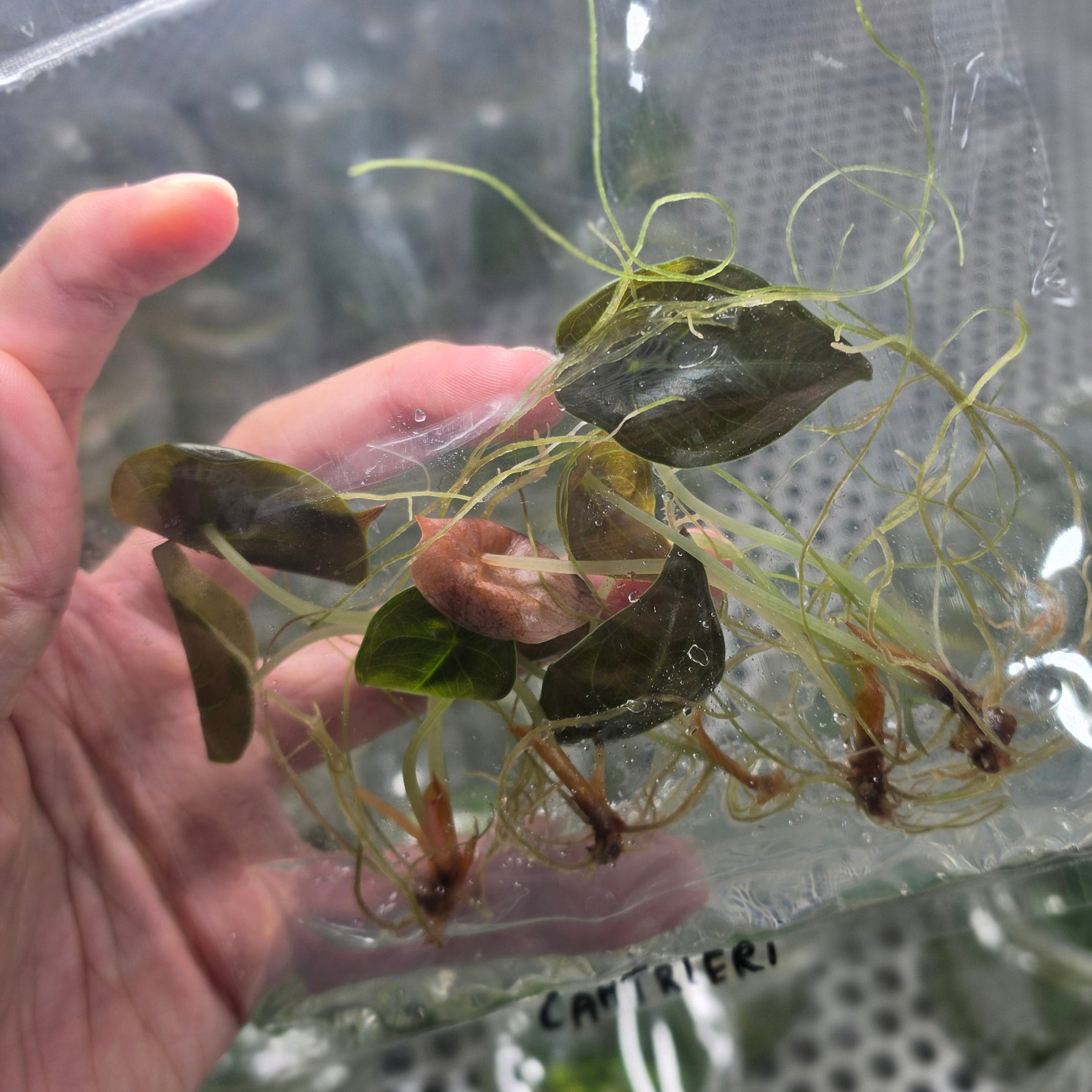 Alocasia chantrieri - Tissue culture
