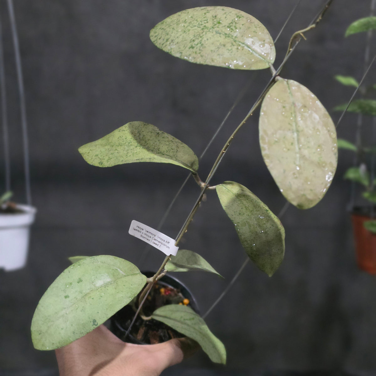Hoya Velmora