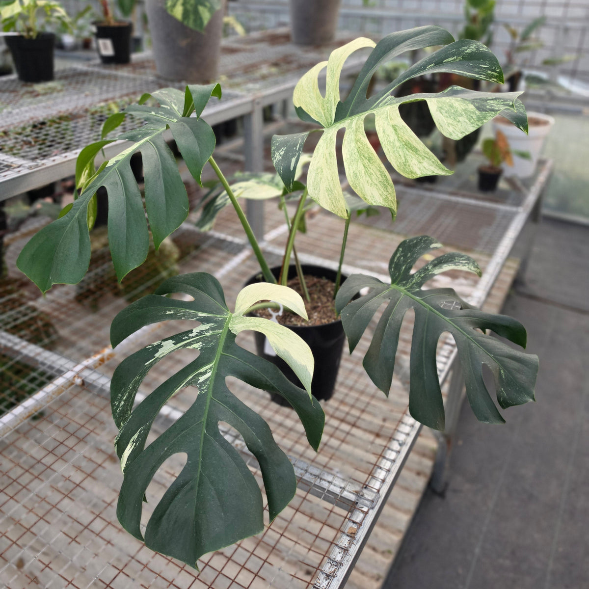 Monstera jungle mint noid (mature size) - AM04-09