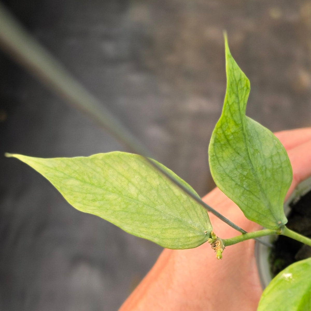 Hoya polyneura ‘Variegated Silver’