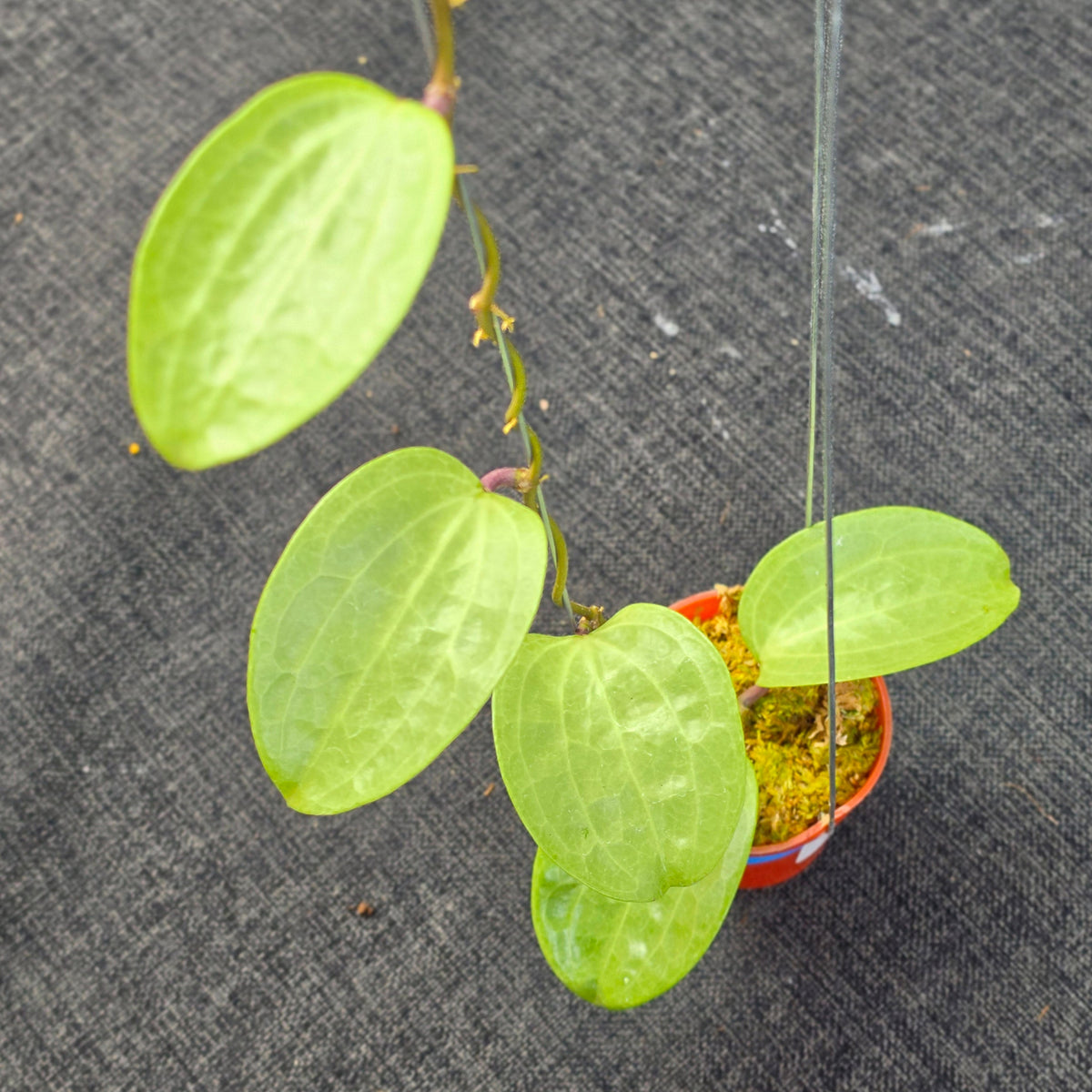 Hoya latifolia 'Filea'
