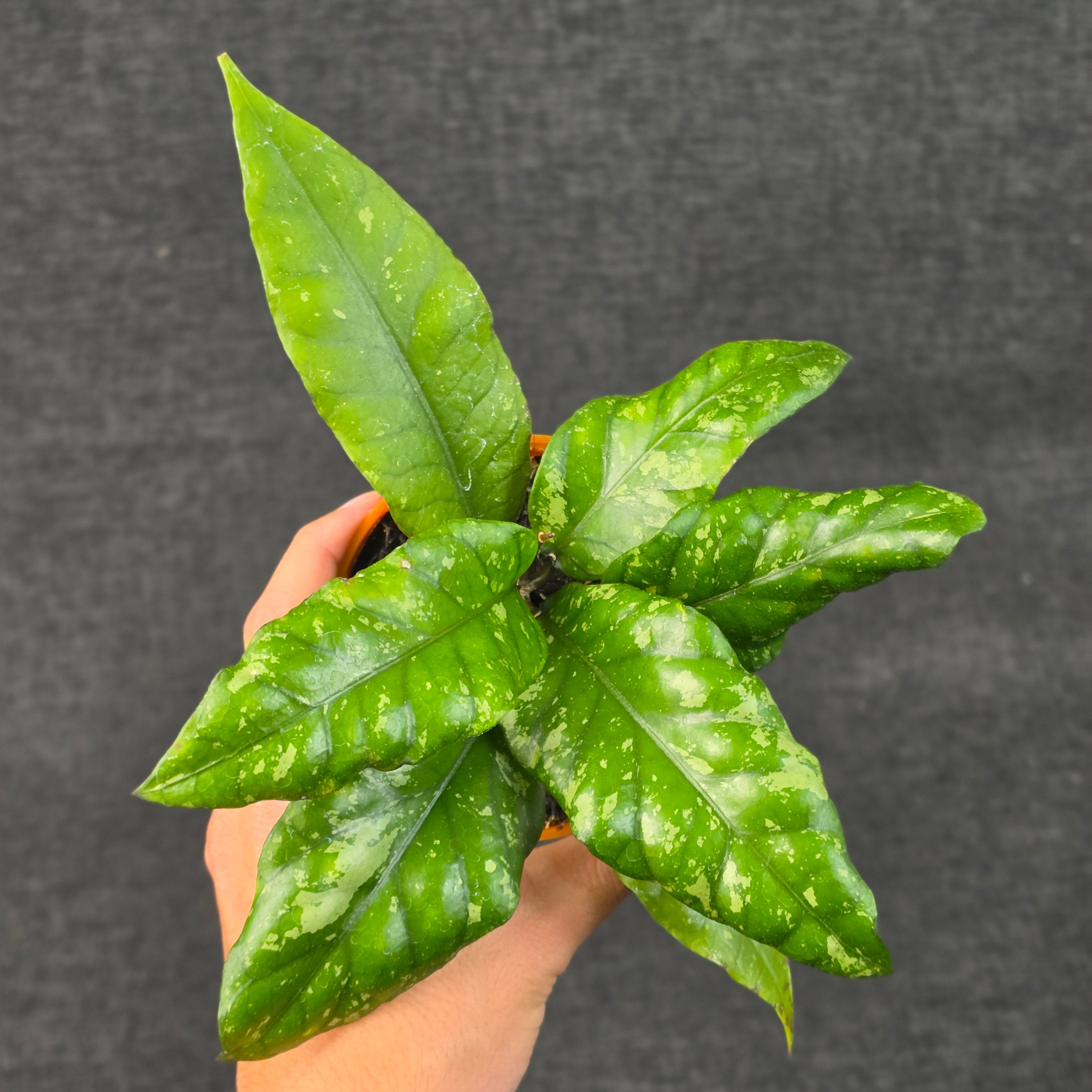 Hoya sp aceh opop splash