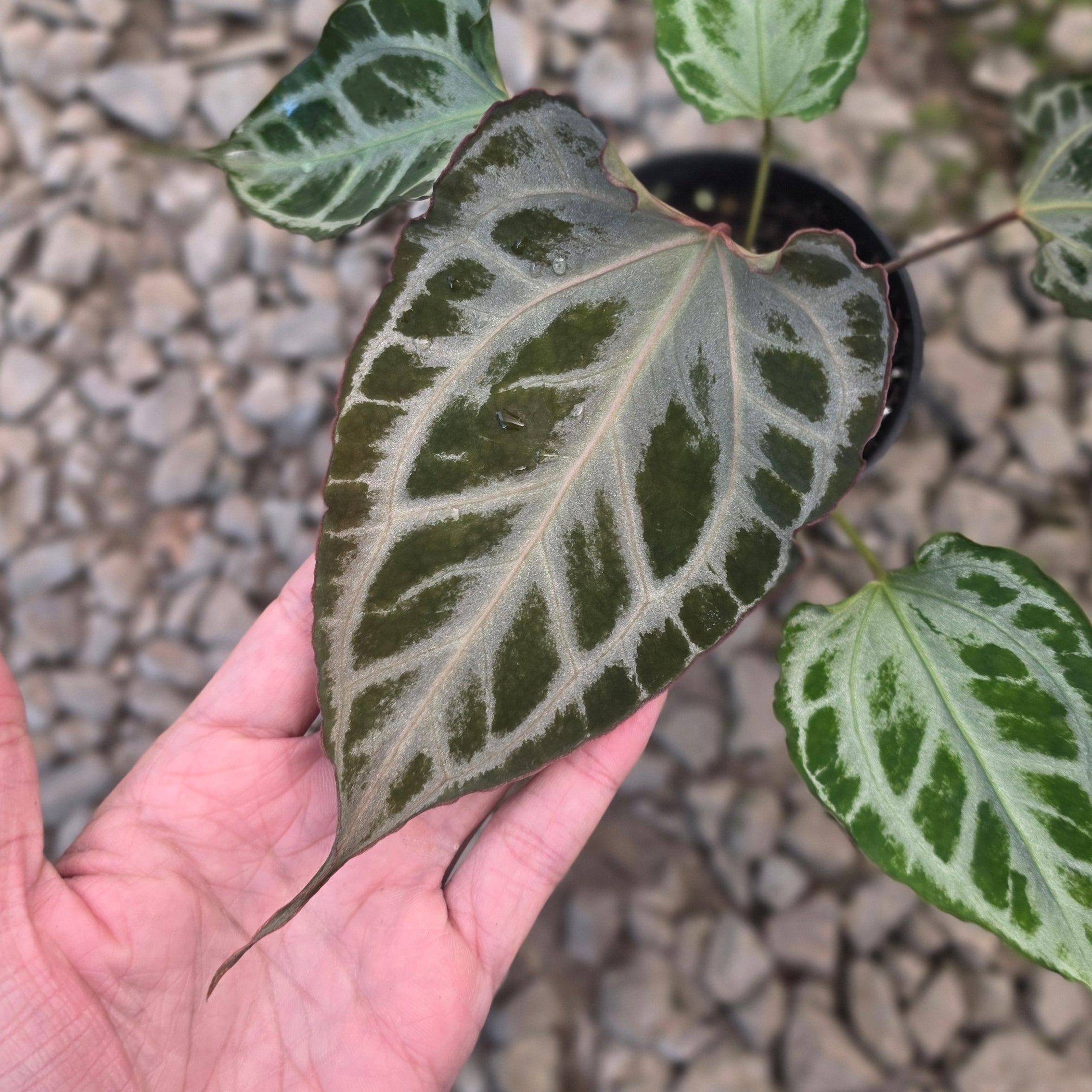 Anthurium muchlis x red crystallinum medium size