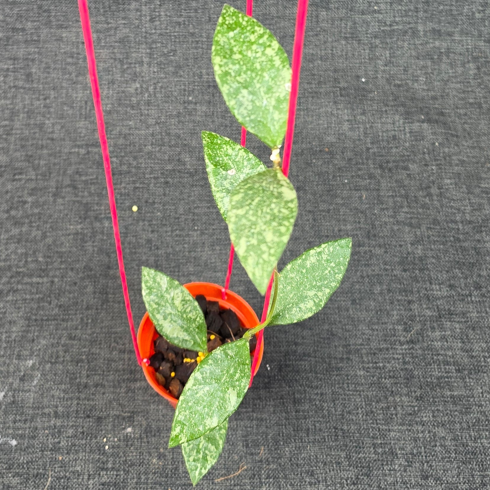 Hoya rundumensis 'High Splash'