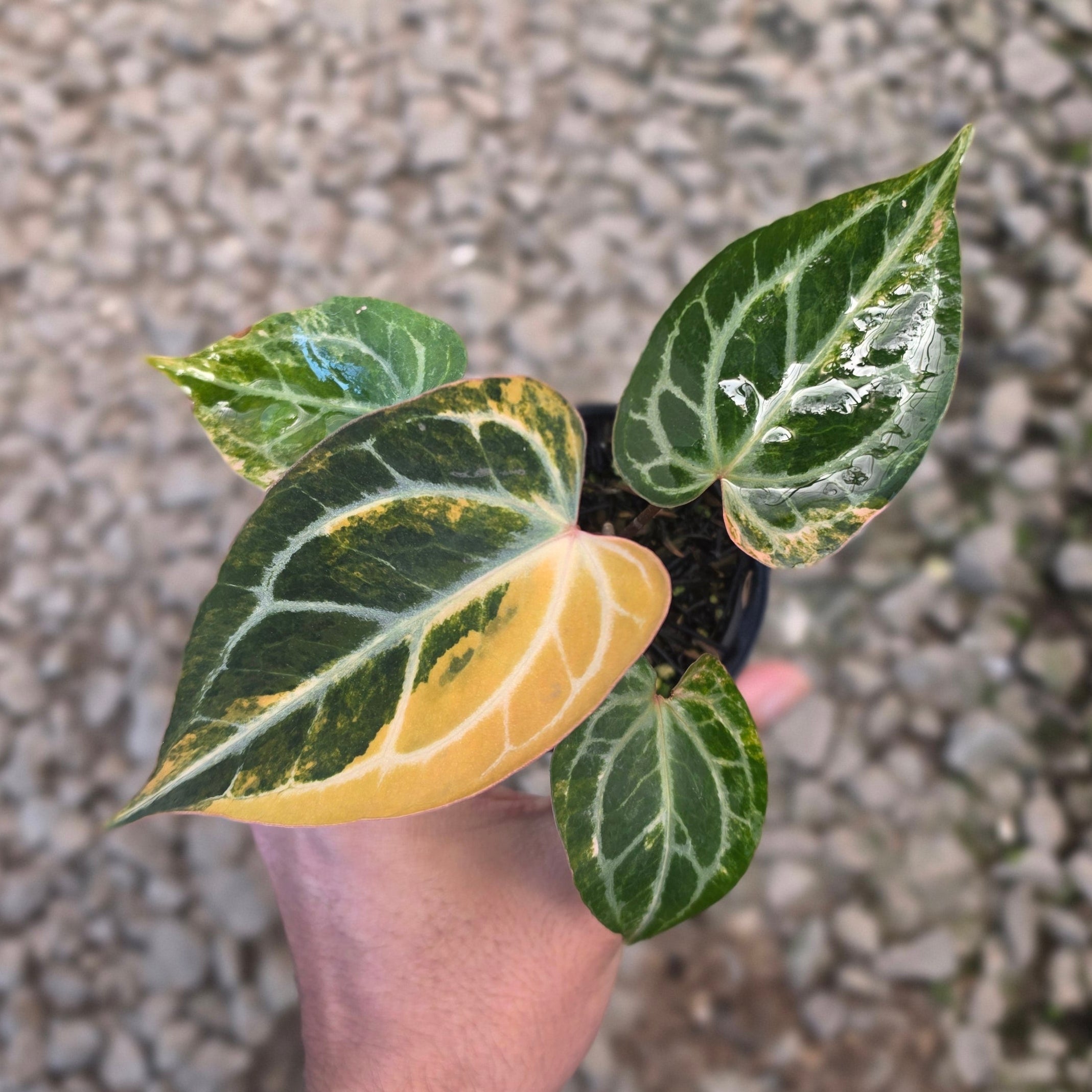 Anthurium hellboy