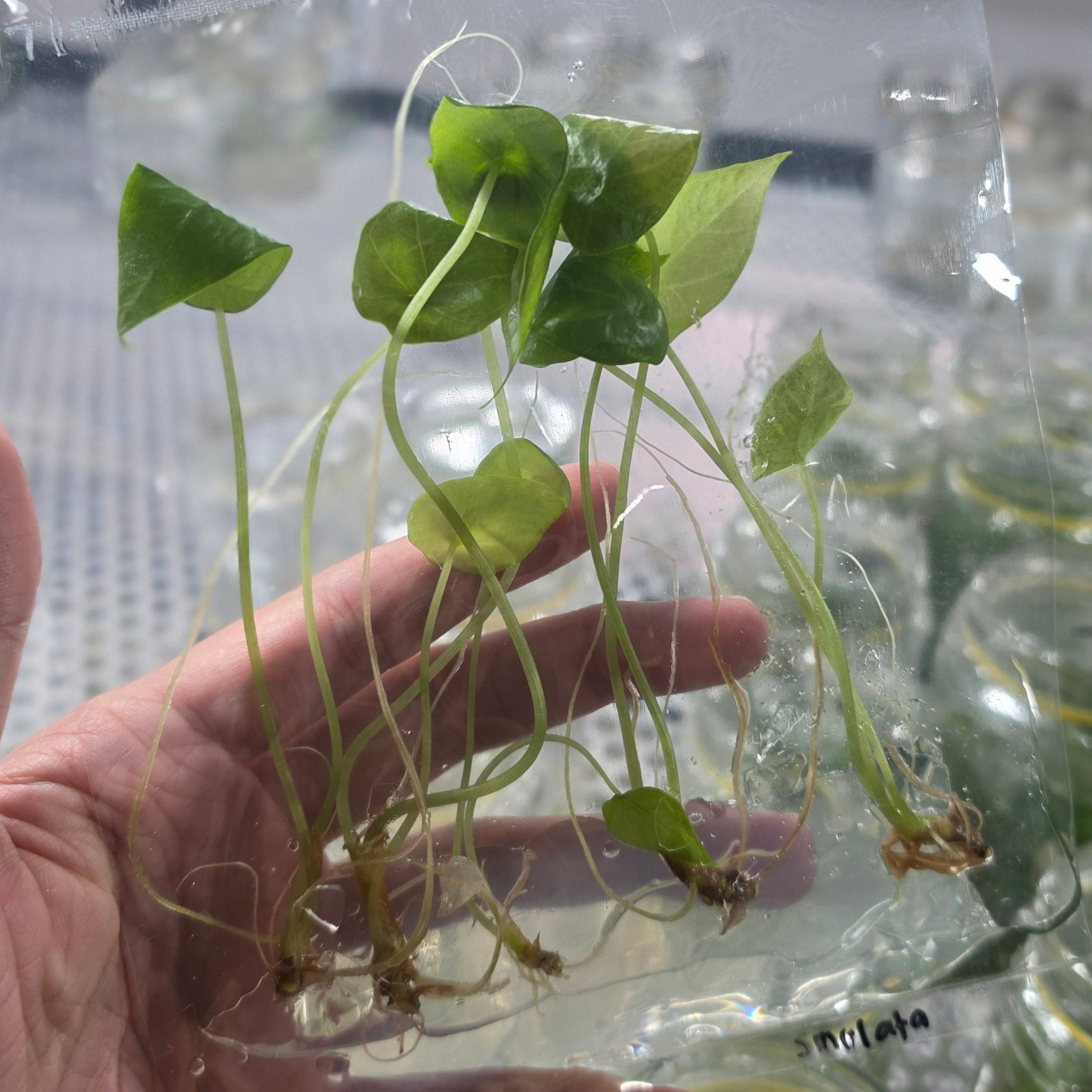 Alocasia sinulata - Tissue culture