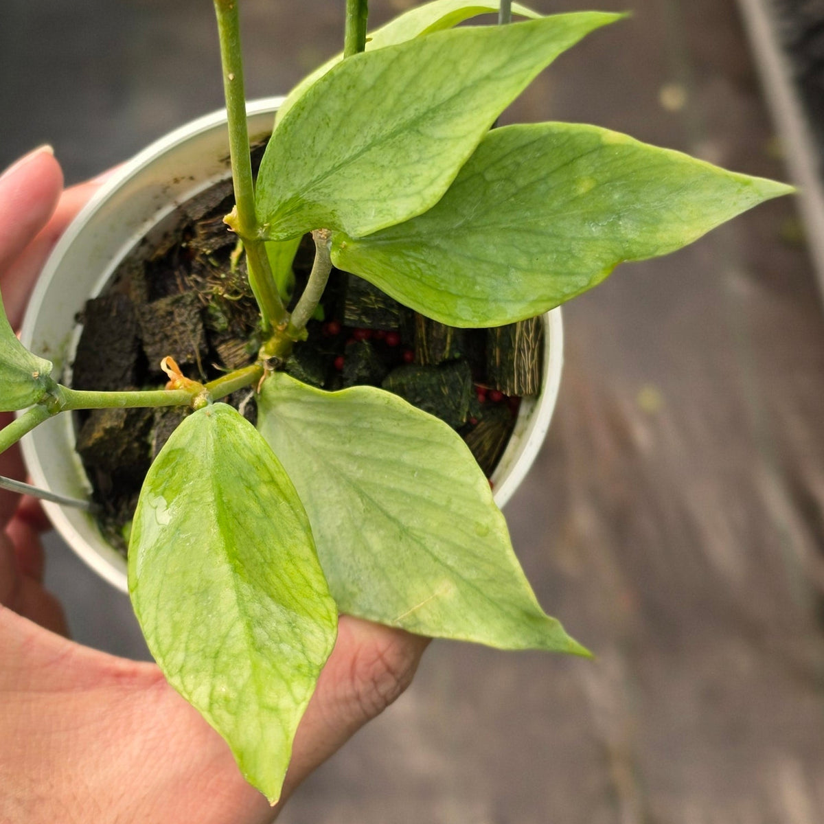 Hoya polyneura ‘Variegated Silver’