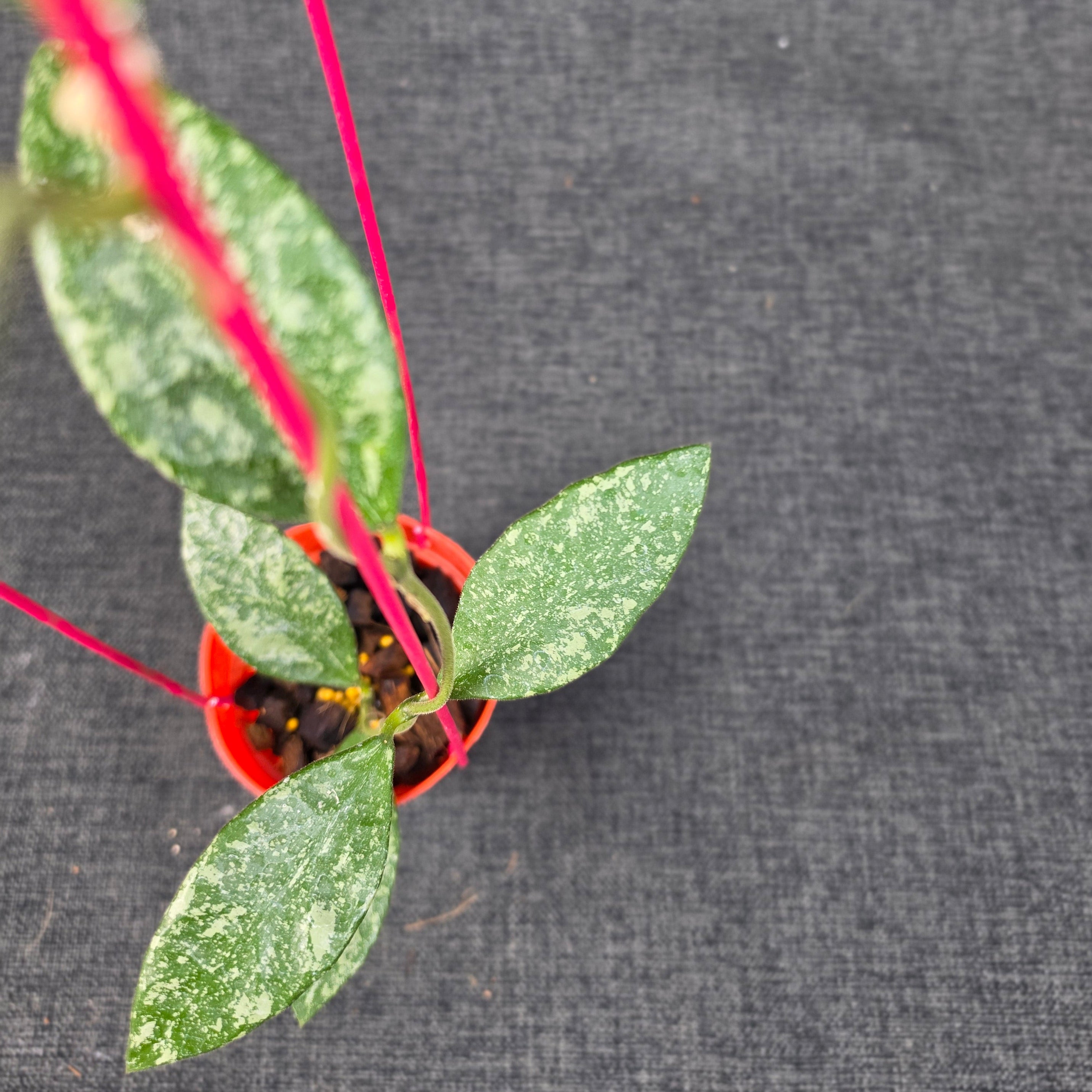 Hoya rundumensis 'High Splash'