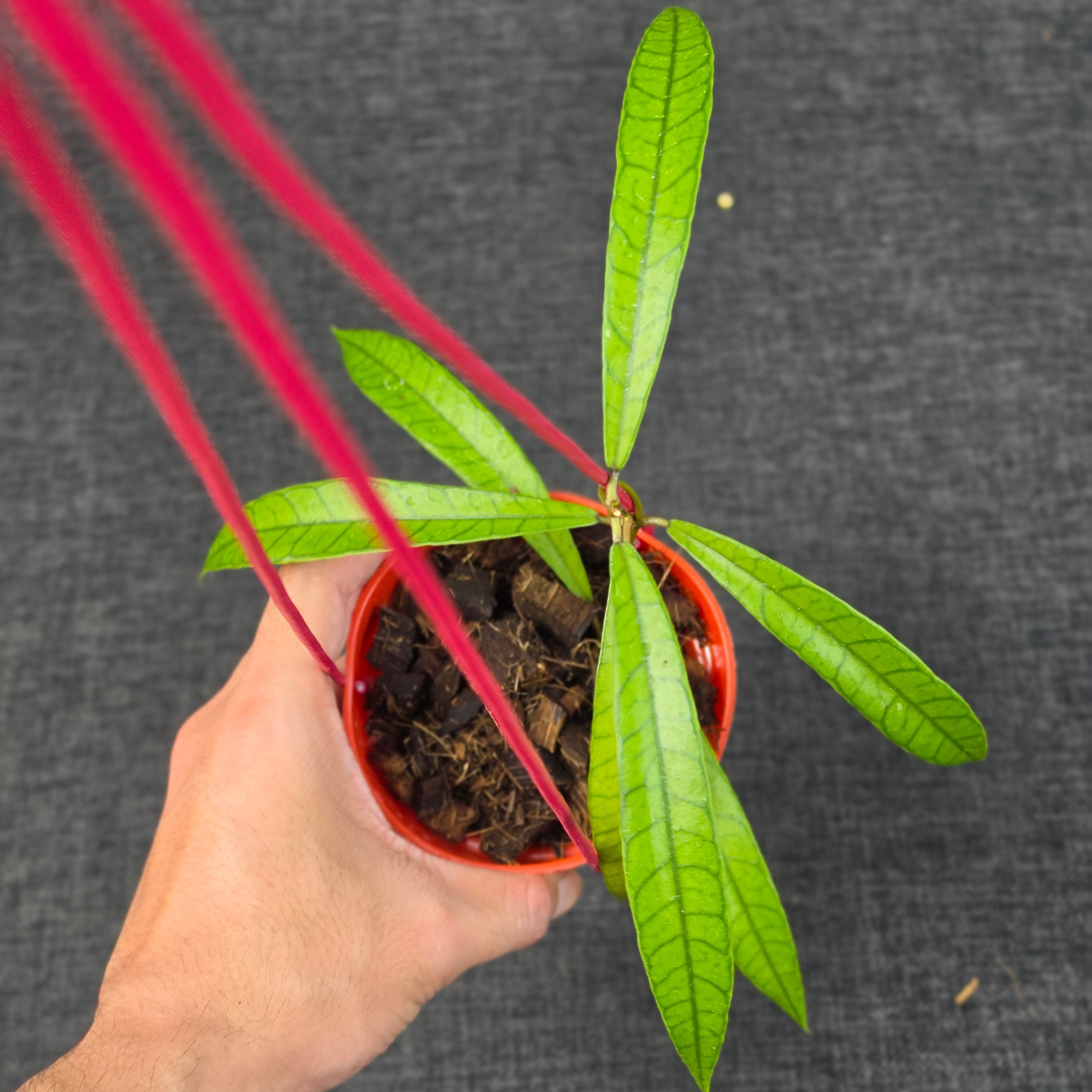 Hoya sp. 'Malinau Jungle Spear'