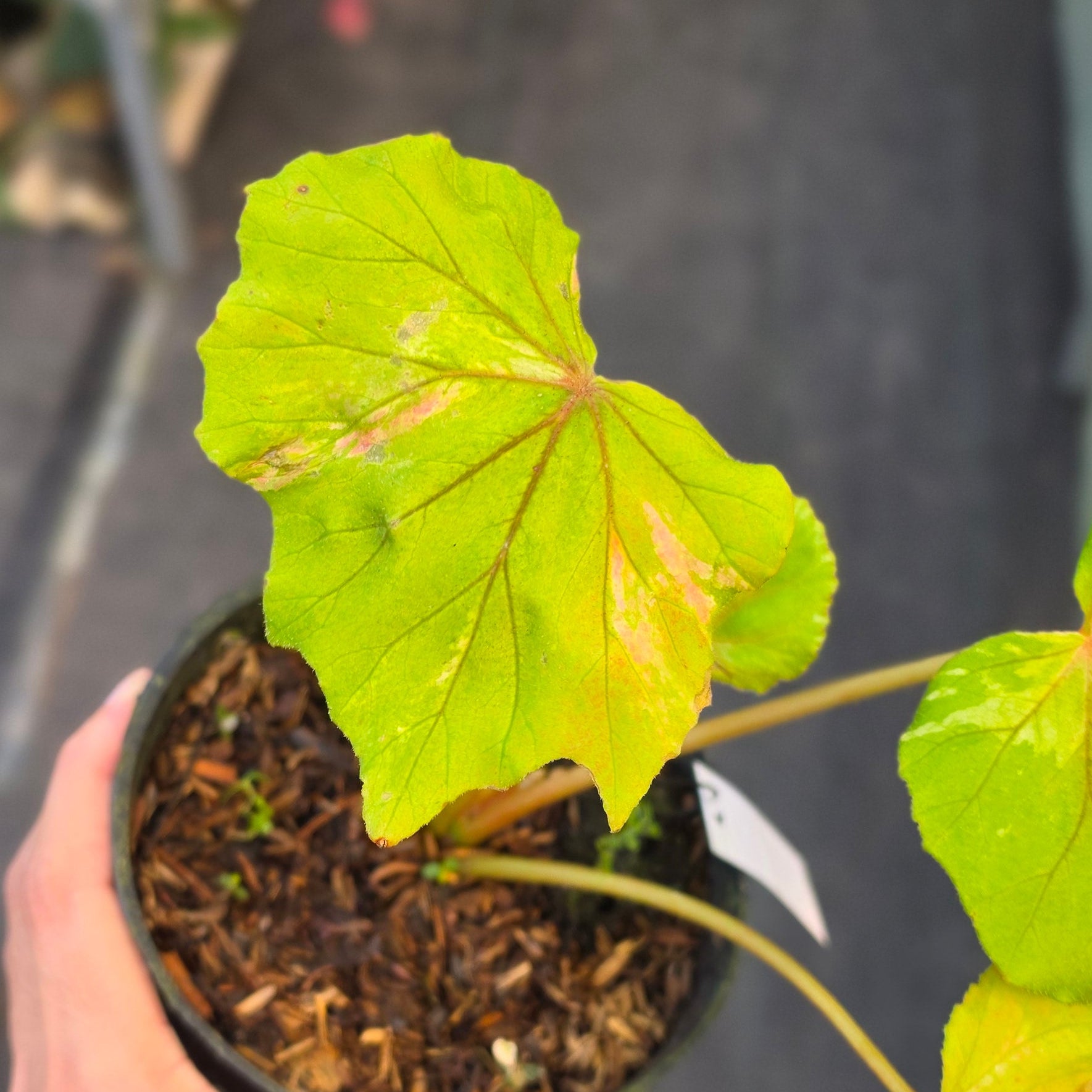 Begonia popenoei