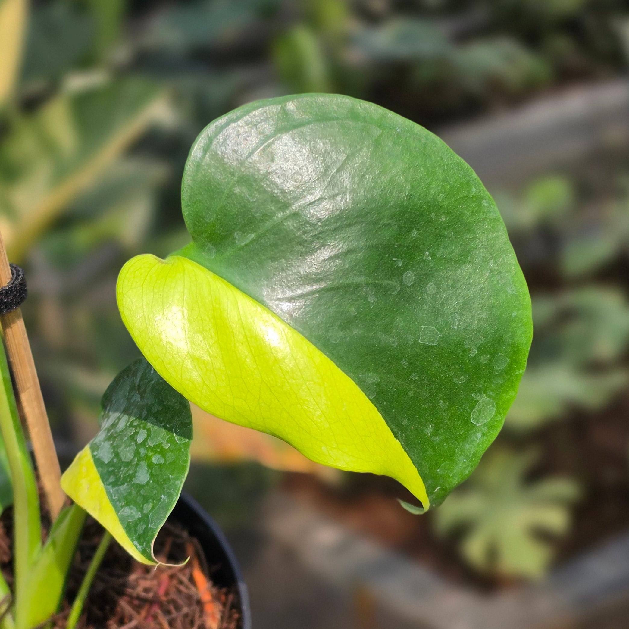 Monstera Lemon Lime