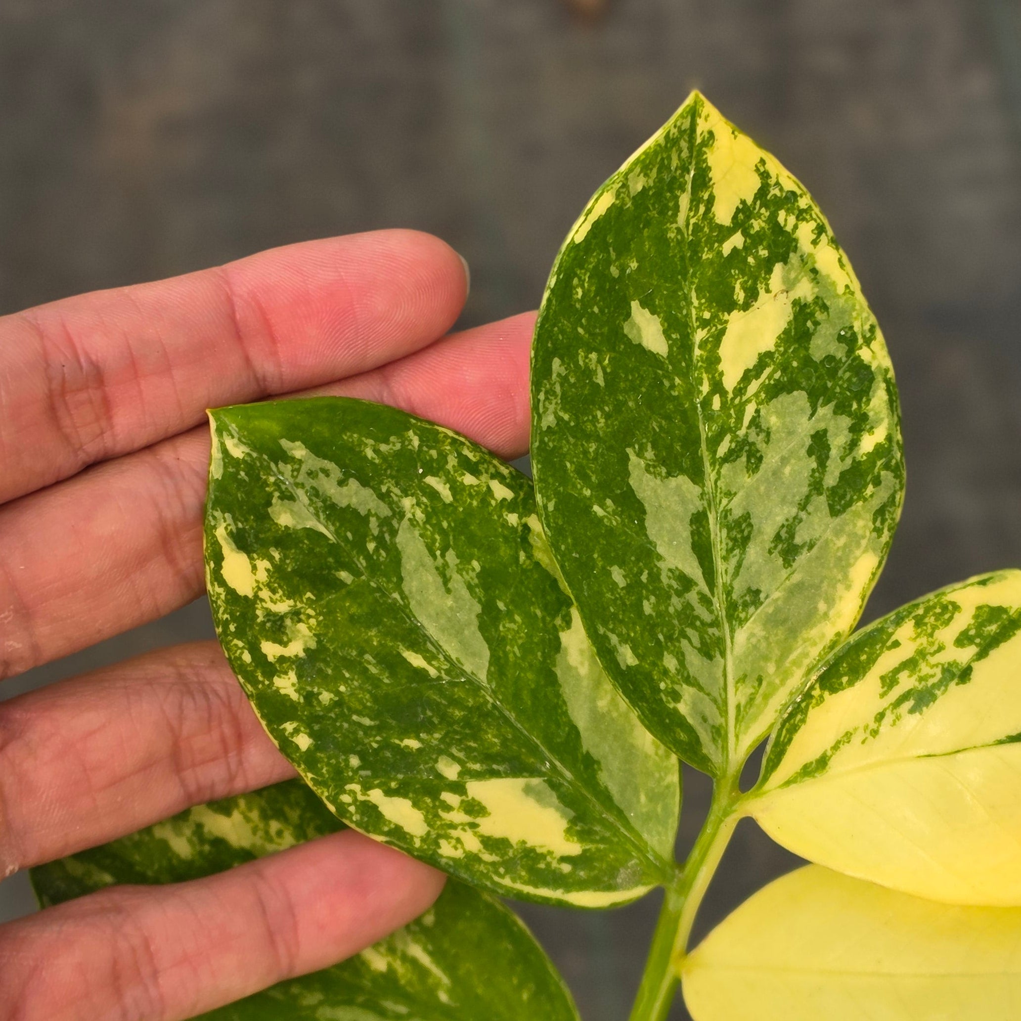 Zamioculcas zamiifolia albo variegated