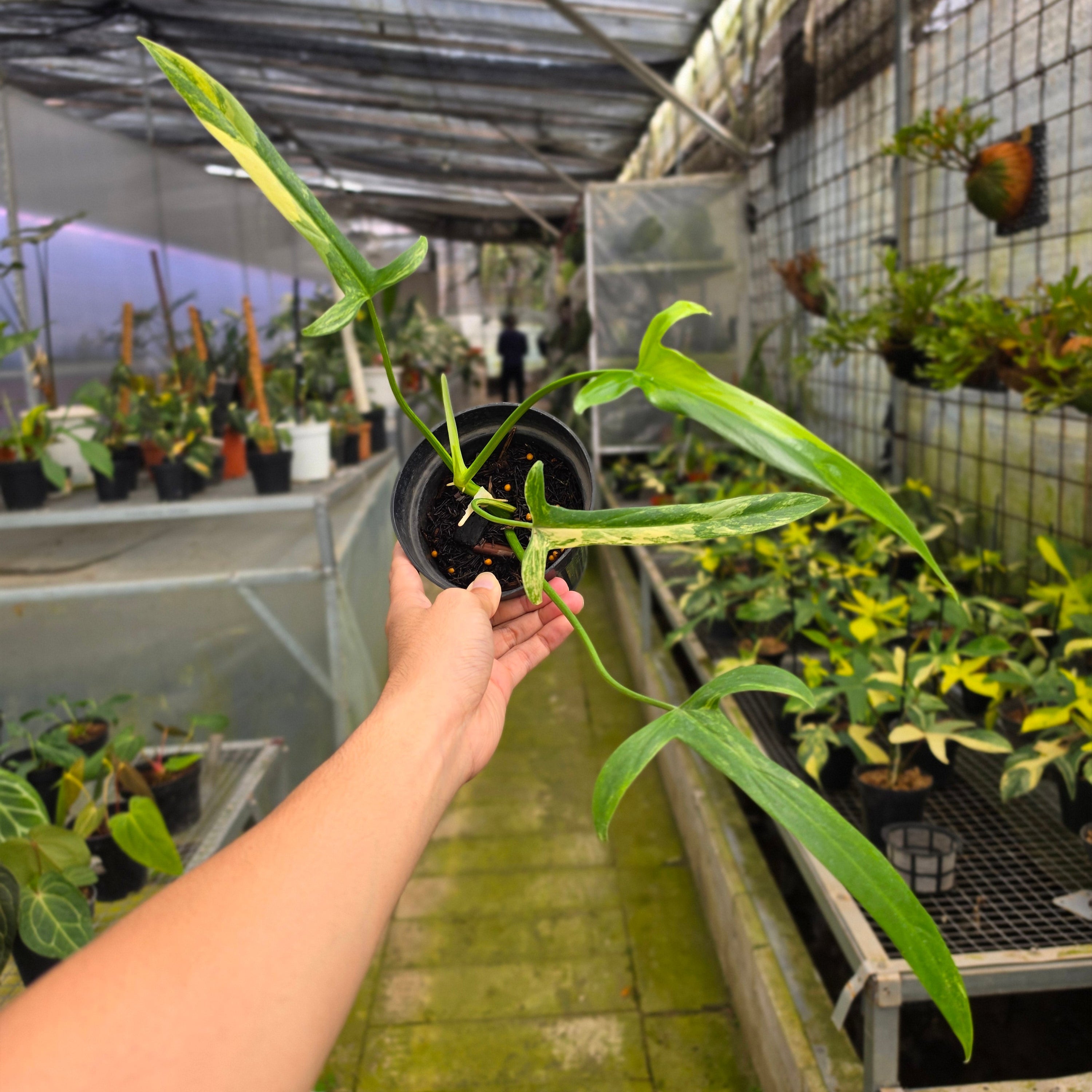 Philodendron holtonianum variegated