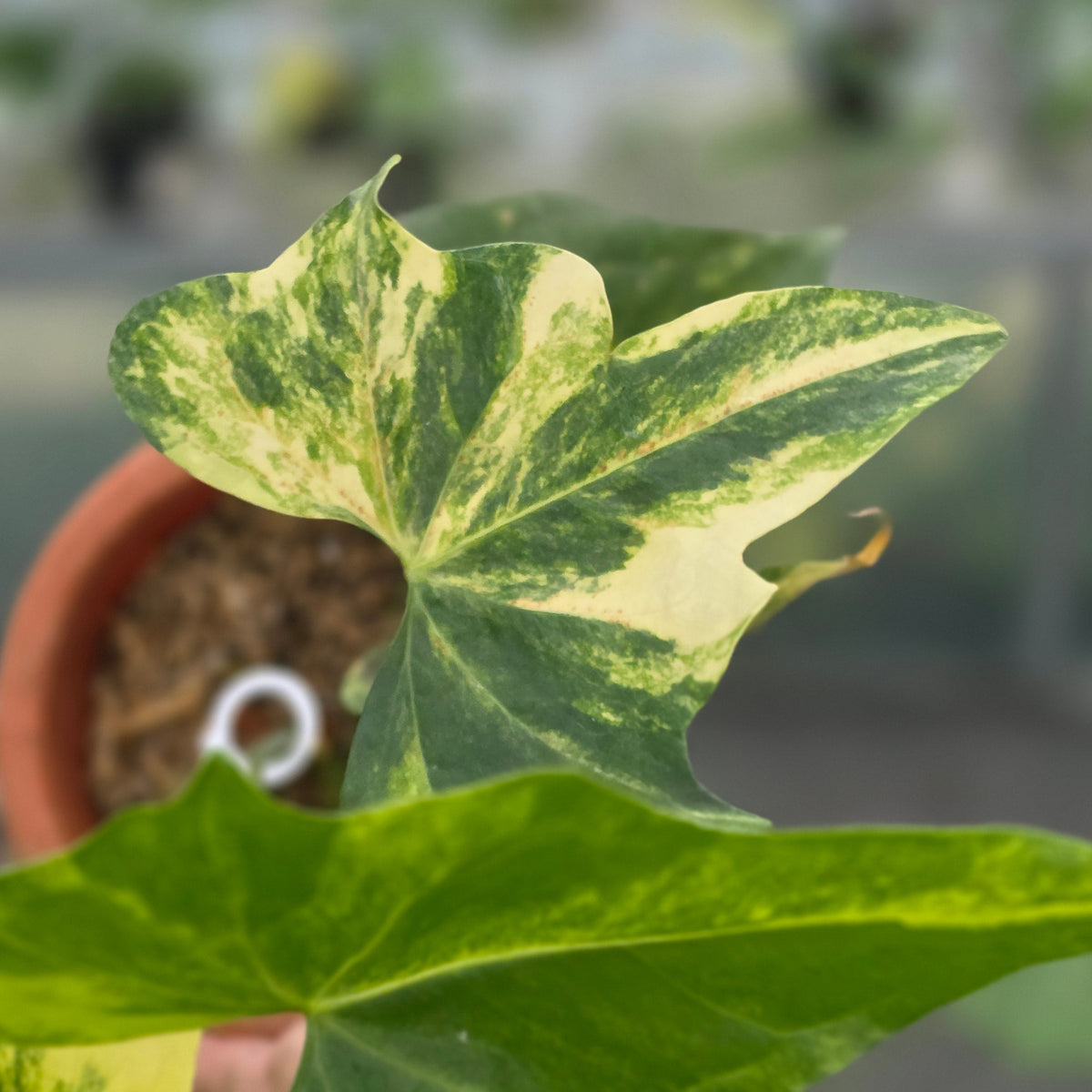 Anthurium pterodactyl variegated - AM18-09