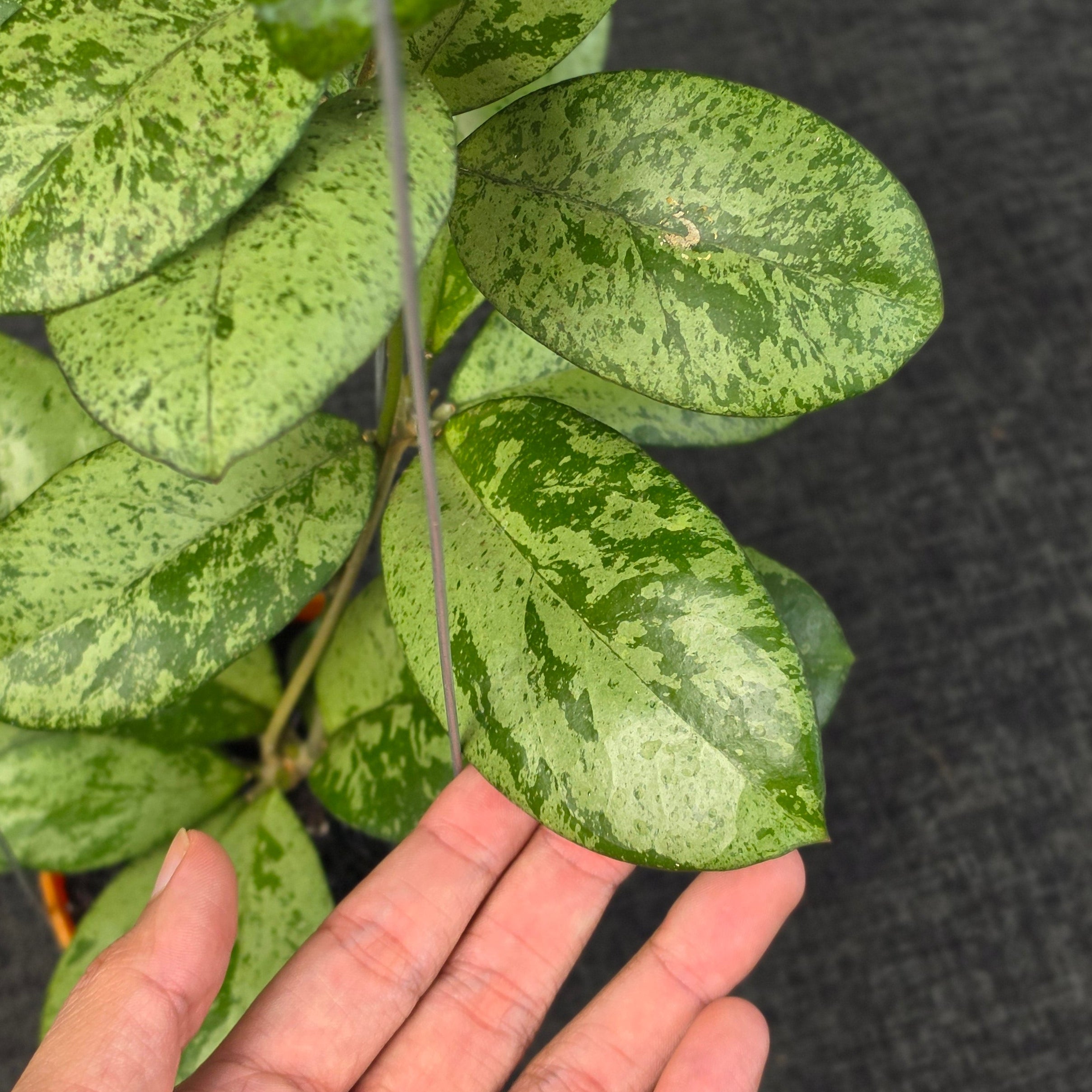 Hoya meena 'Silver'