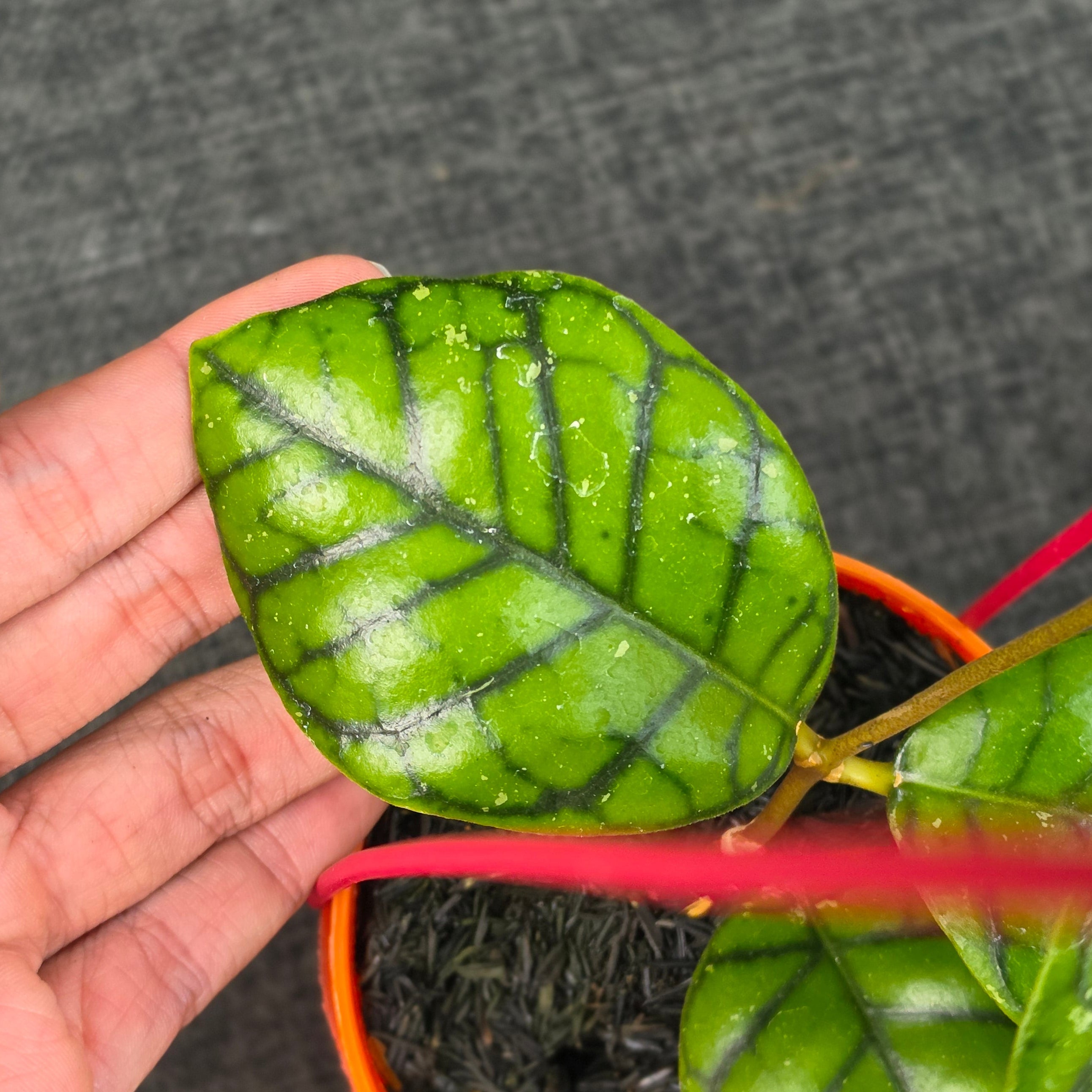 Hoya callistophylla 'Chibi'